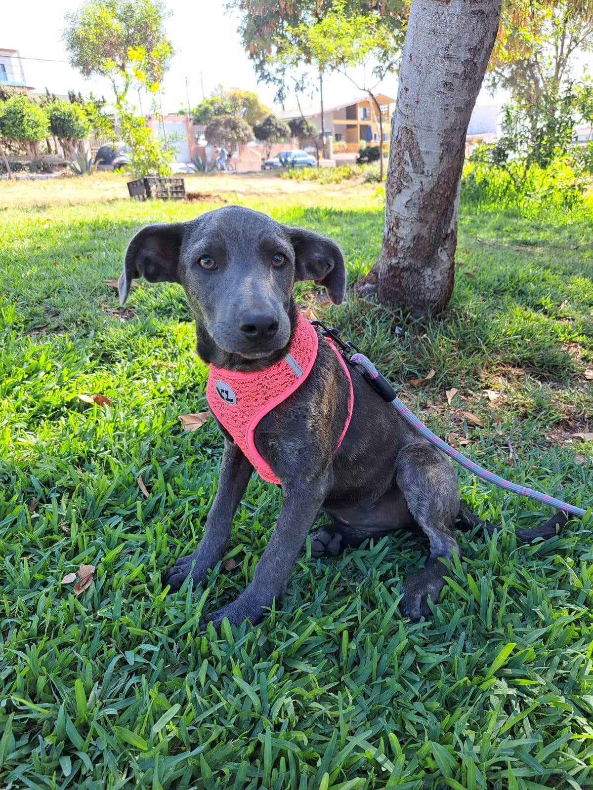 Enlarge Tamara, a Adoptable mixed breed in San Diego, CA image 4/5