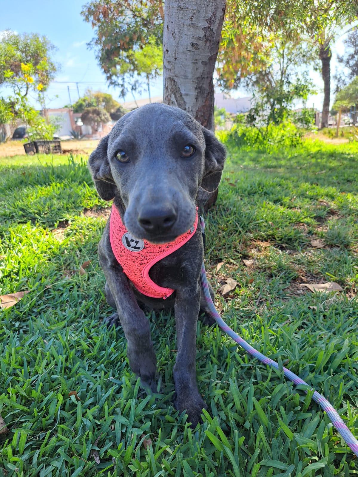 Enlarge Tamara, a Adoptable mixed breed in San Diego, CA image 5/5
