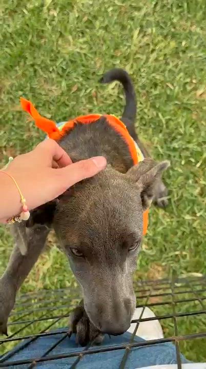 Enlarge Tamara, a Adoptable mixed breed in San Diego, CA video 2/5