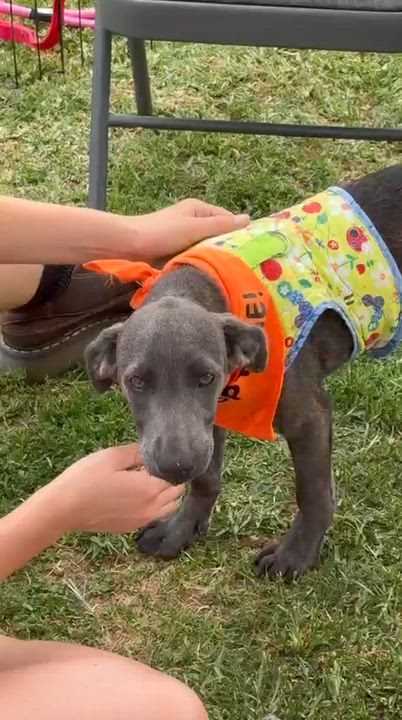Enlarge Tamara, a Adoptable mixed breed in San Diego, CA video 3/5