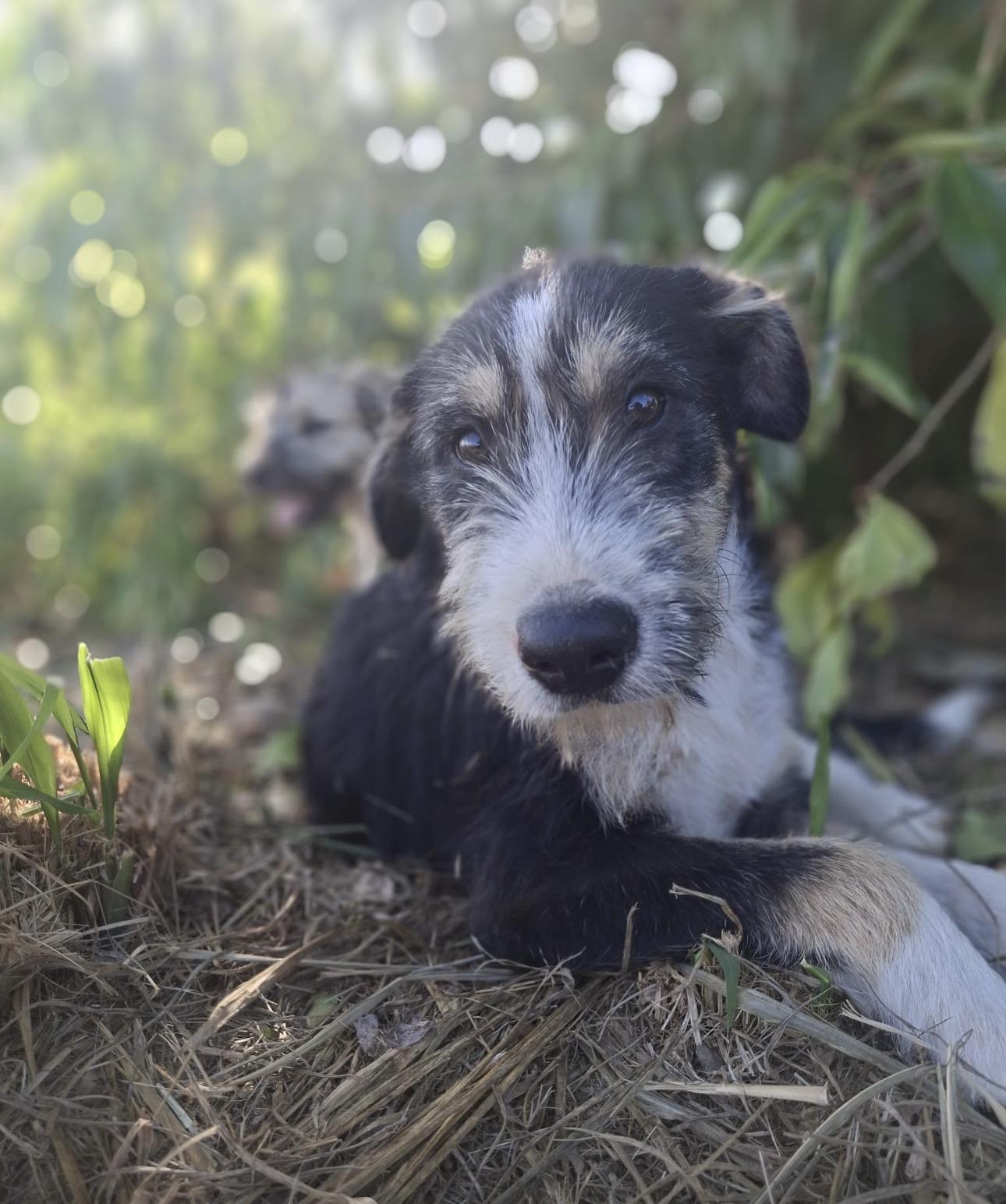 BEETHOVEN - loves water, an adopted mixed breed in Tampa, FL image 1/5