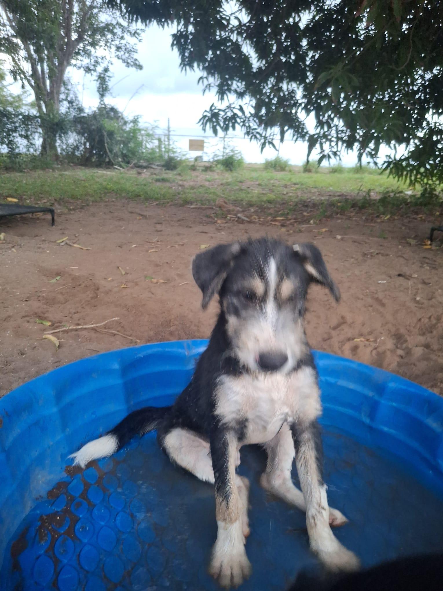 BEETHOVEN - loves water, an adopted mixed breed in Tampa, FL image 3/5