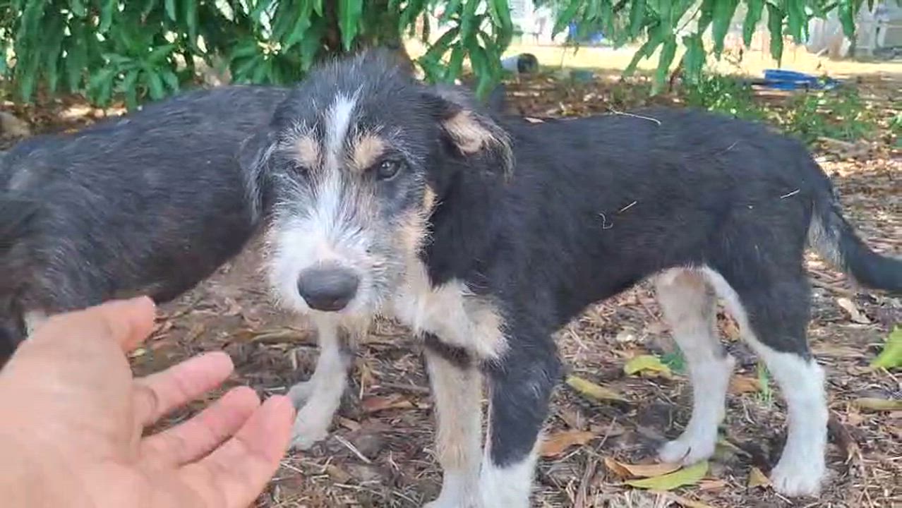 Enlarge BEETHOVEN - loves water, an adopted mixed breed in Tampa, FL video 5/5