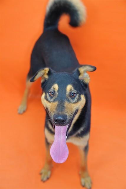 Enlarge PLUTO, a Adoptable mixed breed in Ontario, CA image 1/1