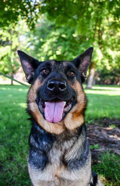 Enlarge Zelda, a Adoptable mixed breed in Yakima, WA image 1/3