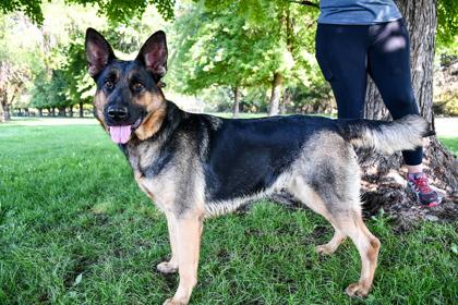 Enlarge Zelda, a Adoptable mixed breed in Yakima, WA image 2/3