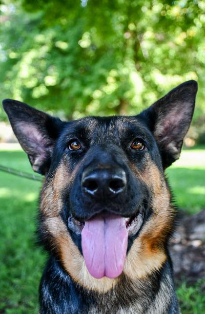 Enlarge Zelda, a Adoptable mixed breed in Yakima, WA image 3/3