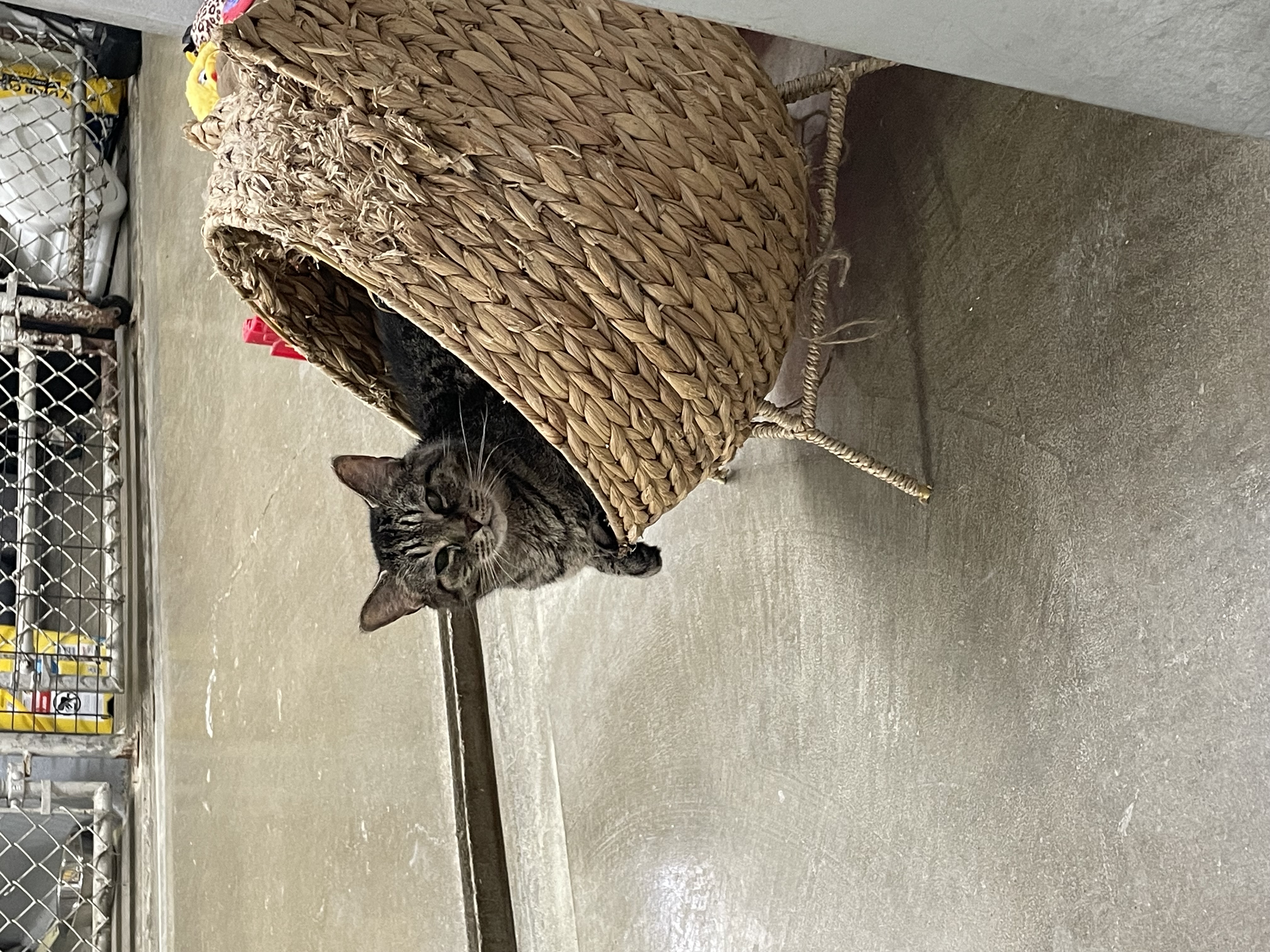 Little Girl, Adoptable, Senior Female Domestic Short Hair.