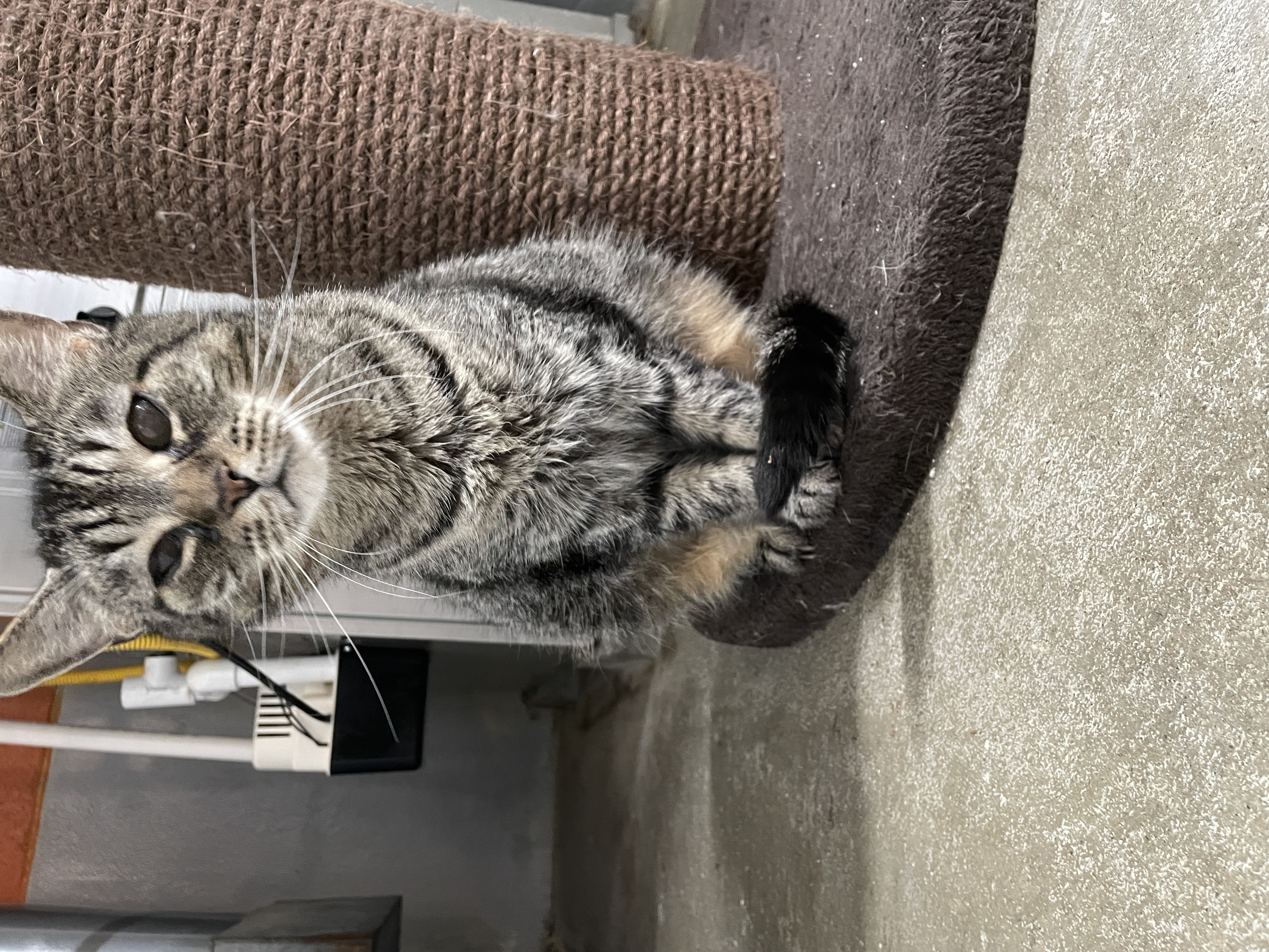 Little Girl, a Adoptable Domestic Short Hair in Wilder, KY image 2/2