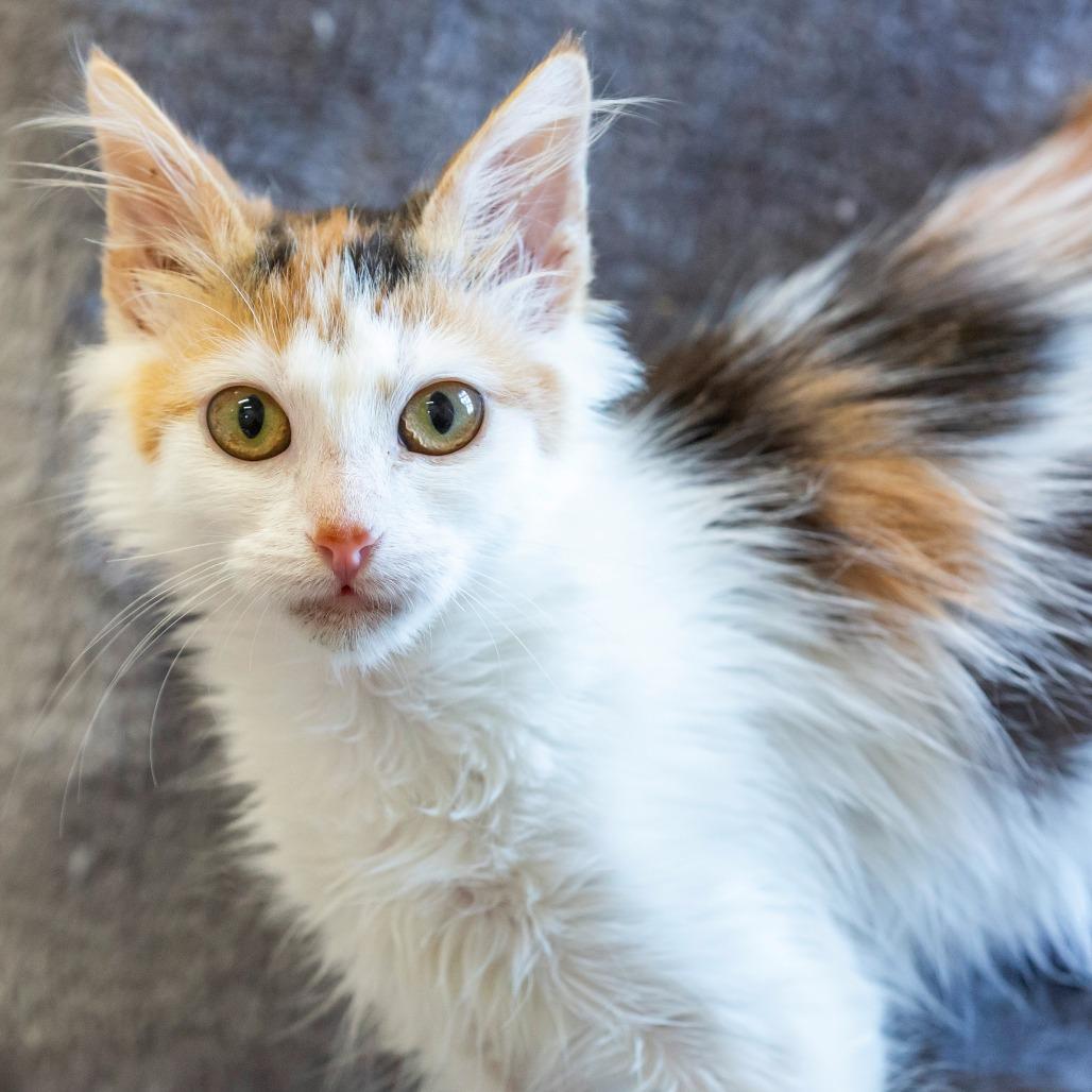 Lettie Mae, a Adoptable Domestic Short Hair in Cartersville, GA image 1/3