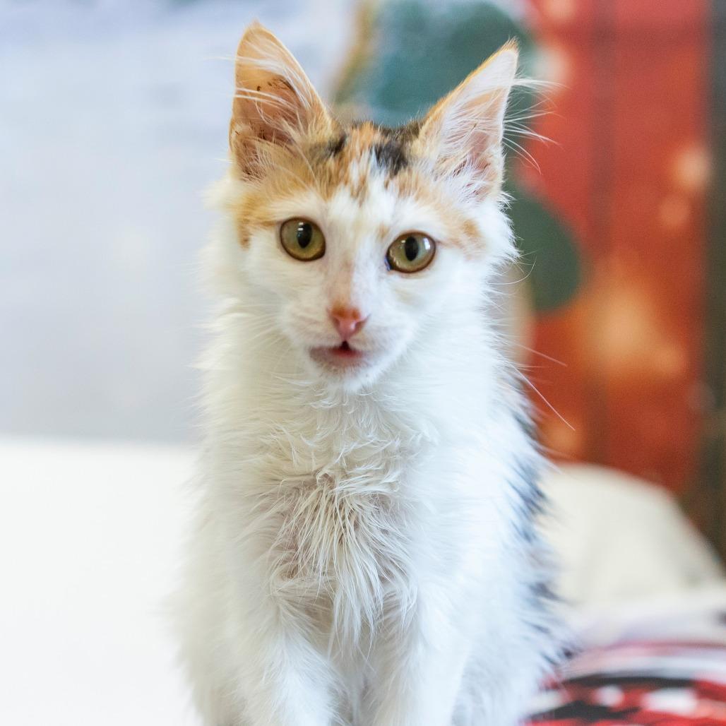 Lettie Mae, a Adoptable Domestic Short Hair in Cartersville, GA image 2/3