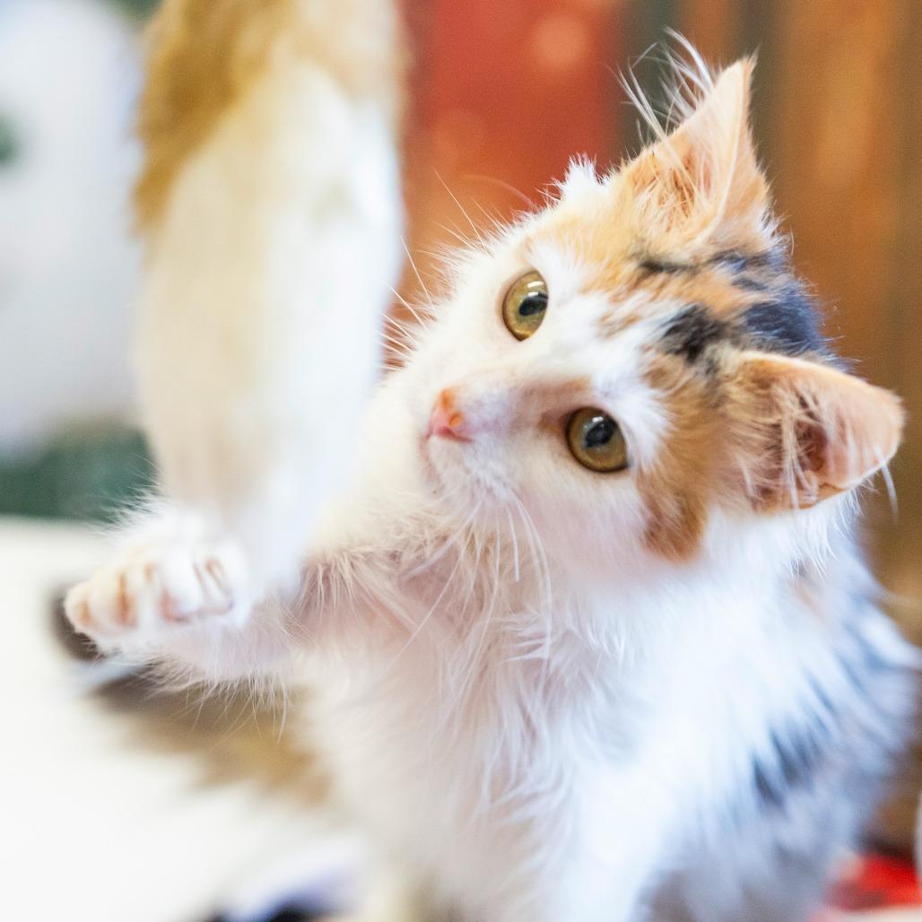 Lettie Mae, a Adoptable Domestic Short Hair in Cartersville, GA image 3/3