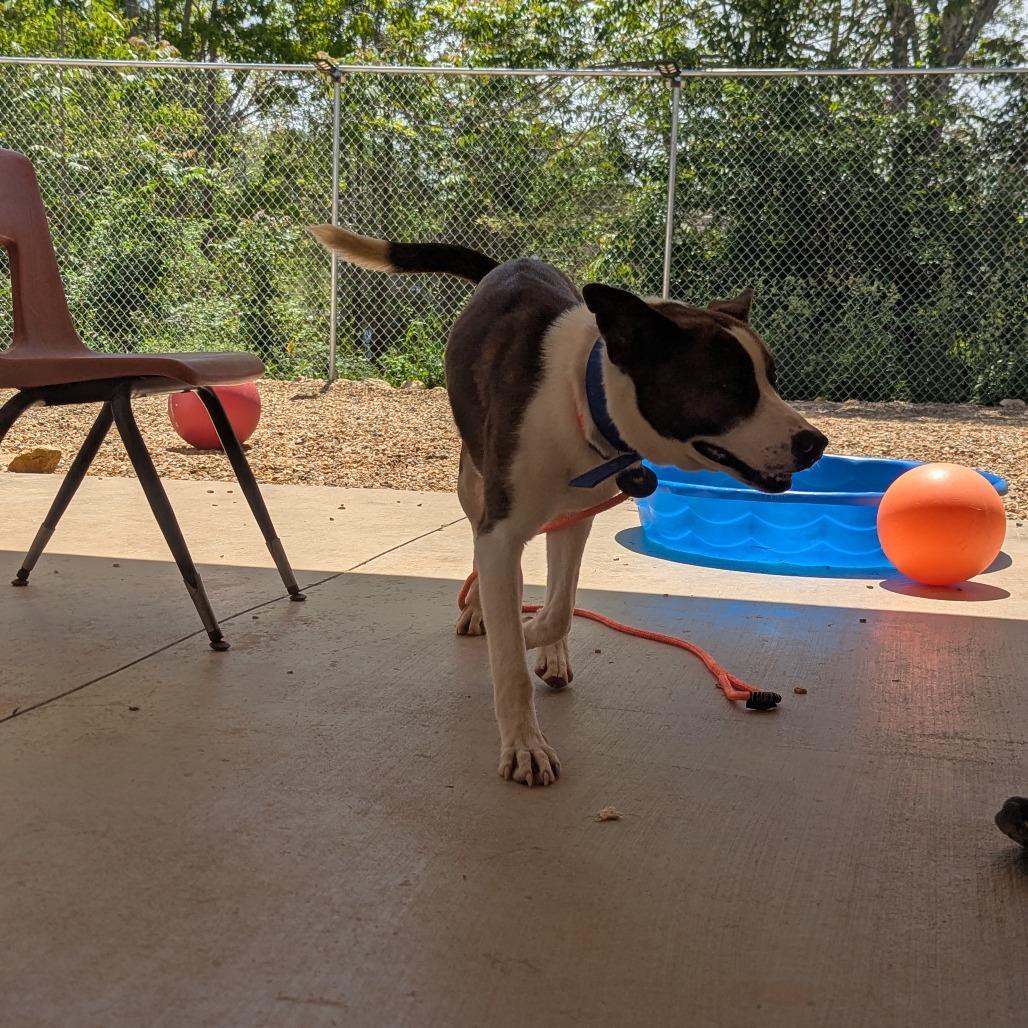 Enlarge Squirrel (BAS), a Adoptable Mixed Breed in Lenoir, NC image 6/6