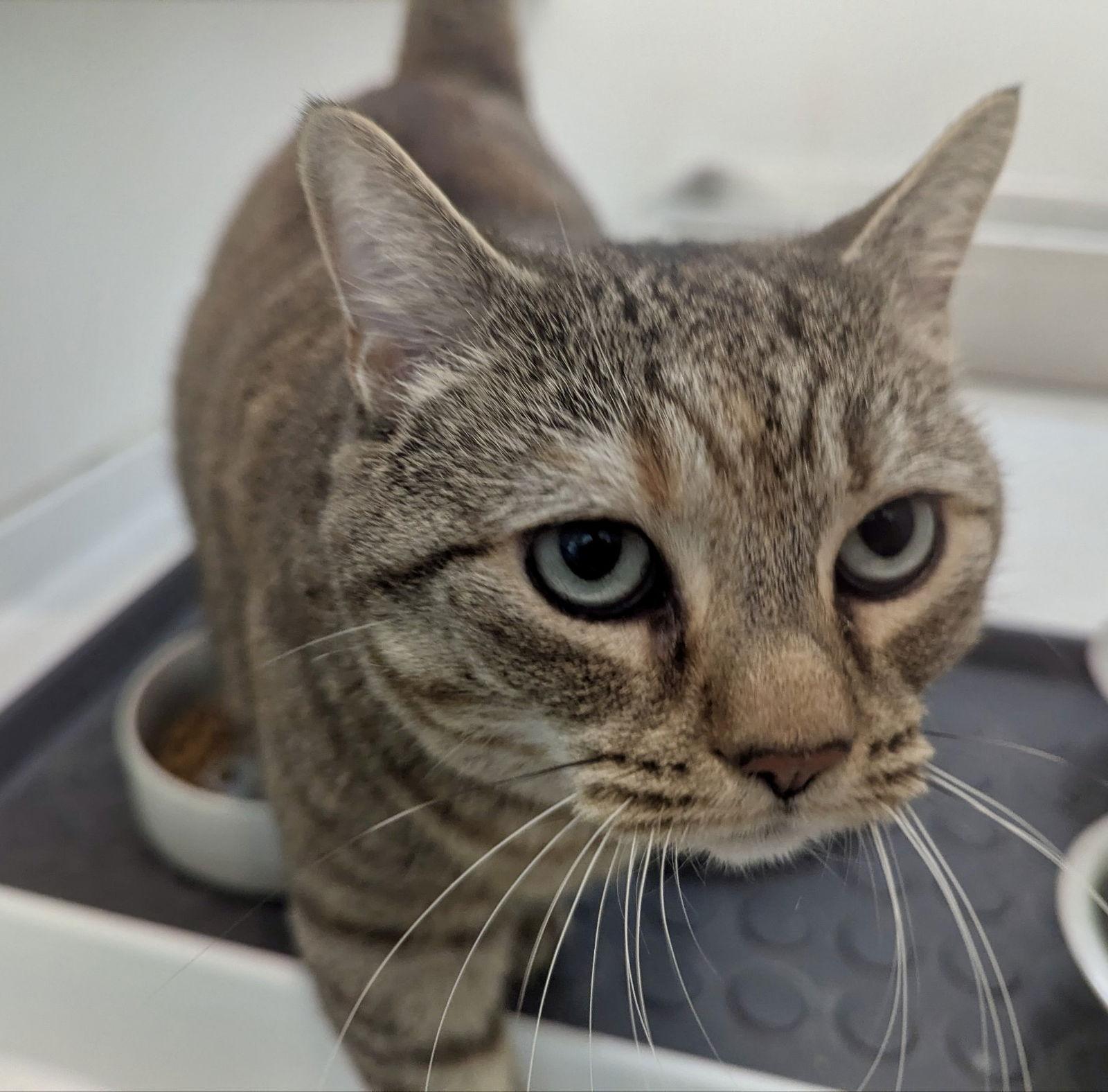 Enlarge Miss Bennett, a Adoptable Domestic Short Hair in Pittsburgh, PA image 1/3