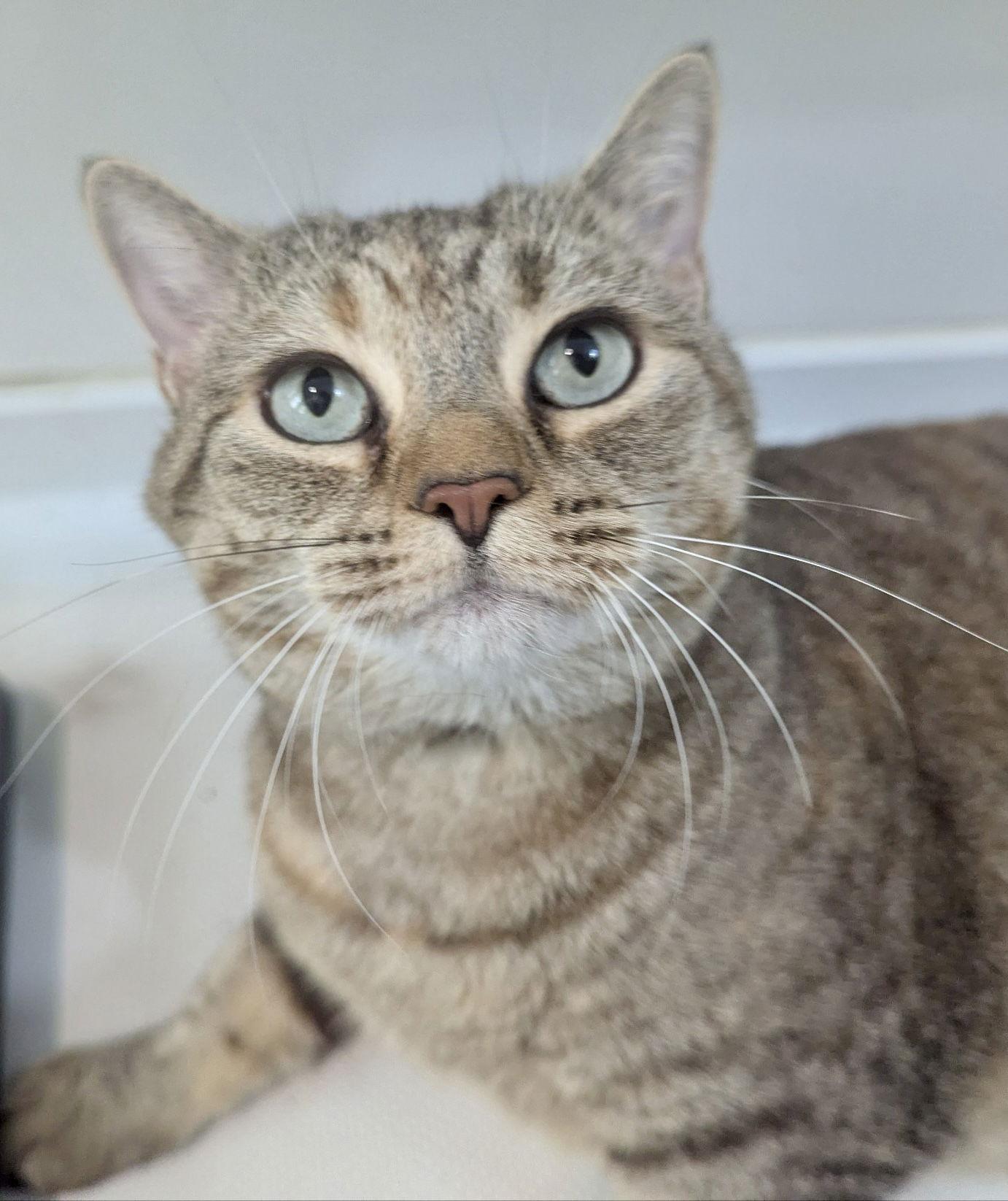 Enlarge Miss Bennett, a Adoptable Domestic Short Hair in Pittsburgh, PA image 2/3