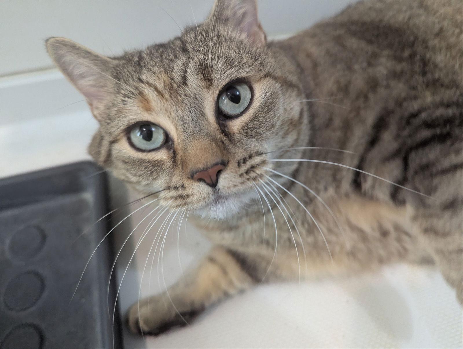 Enlarge Miss Bennett, a Adoptable Domestic Short Hair in Pittsburgh, PA image 3/3