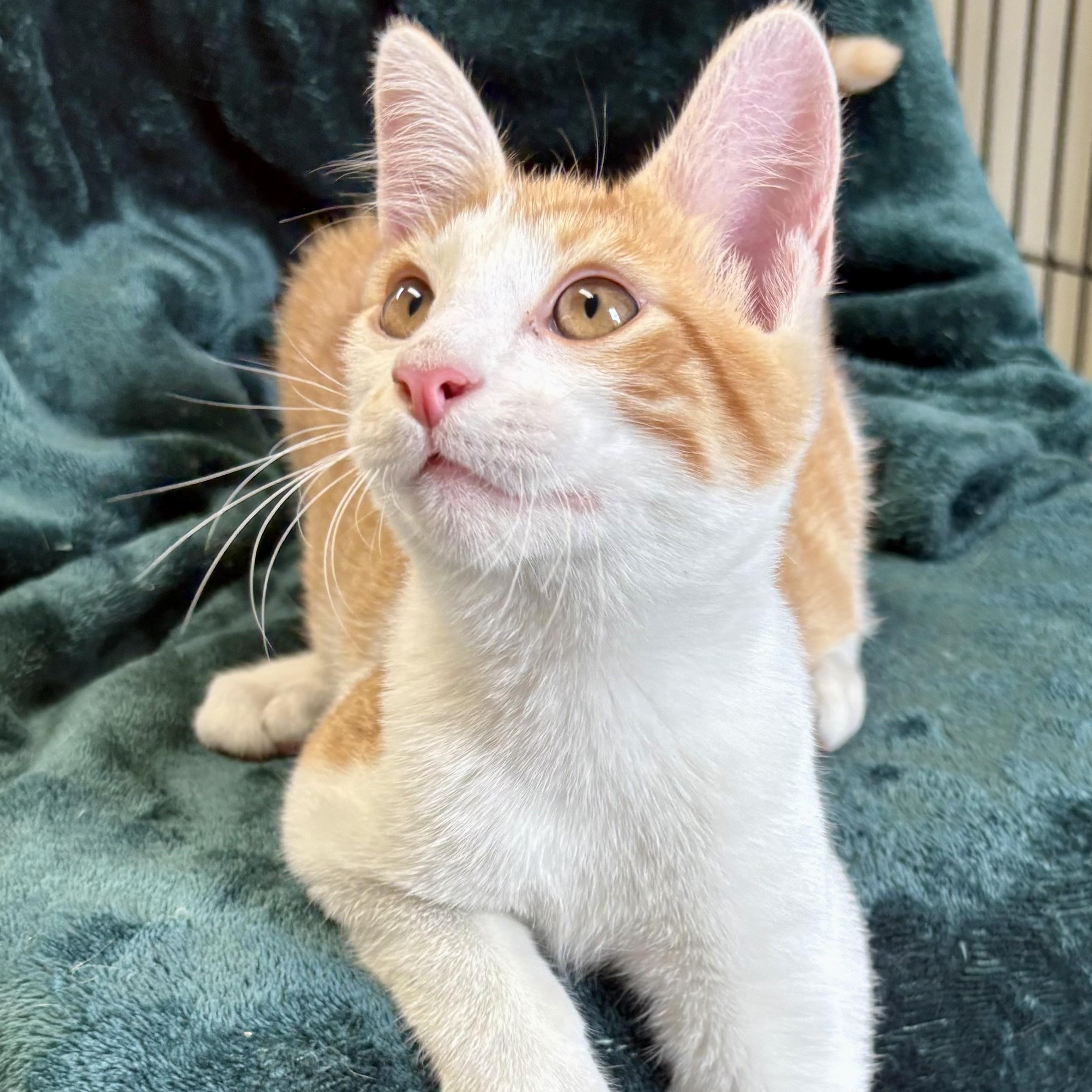 Loganberry, ADOPTABLE, Young Male Domestic Short Hair & Tabby.