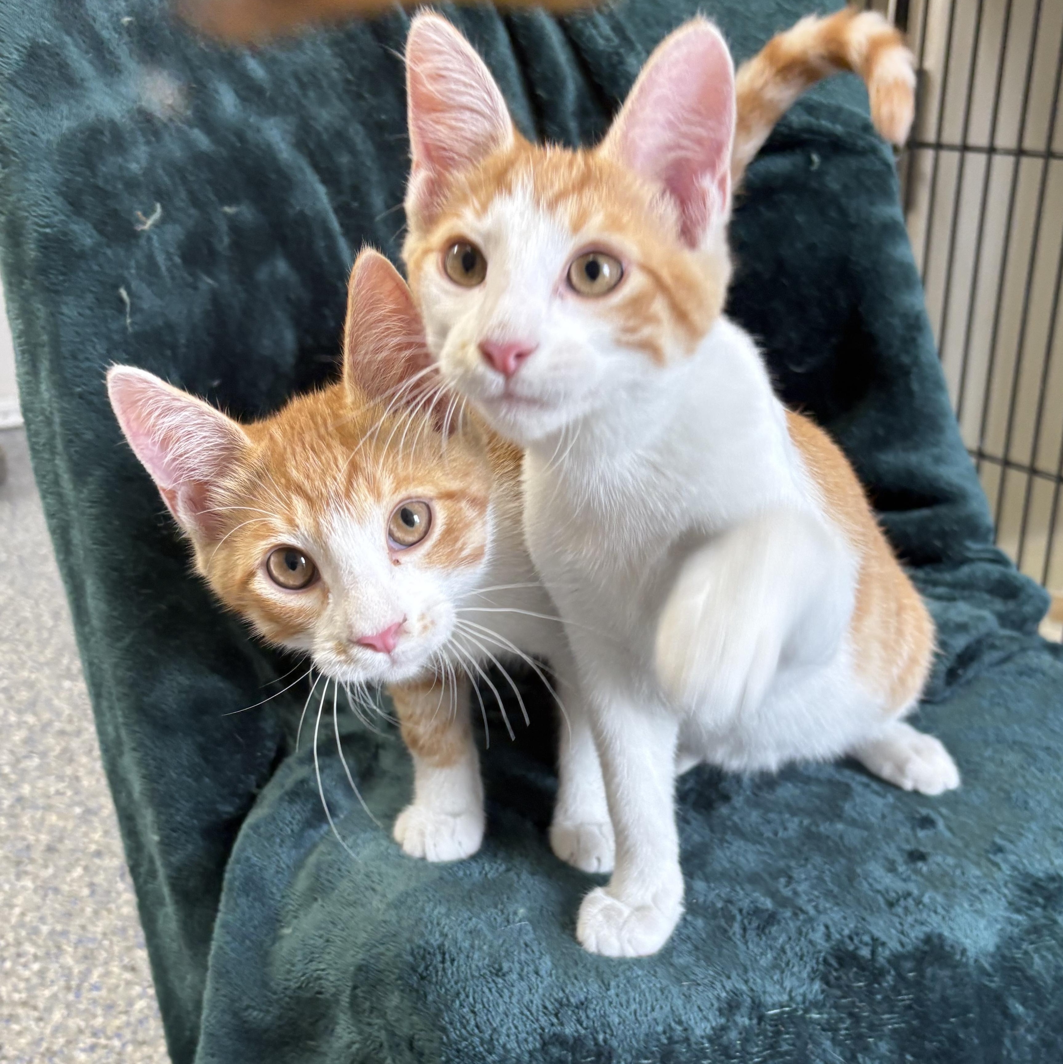Enlarge Loganberry, a ADOPTABLE mixed breed in Charles City, IA image 6/6