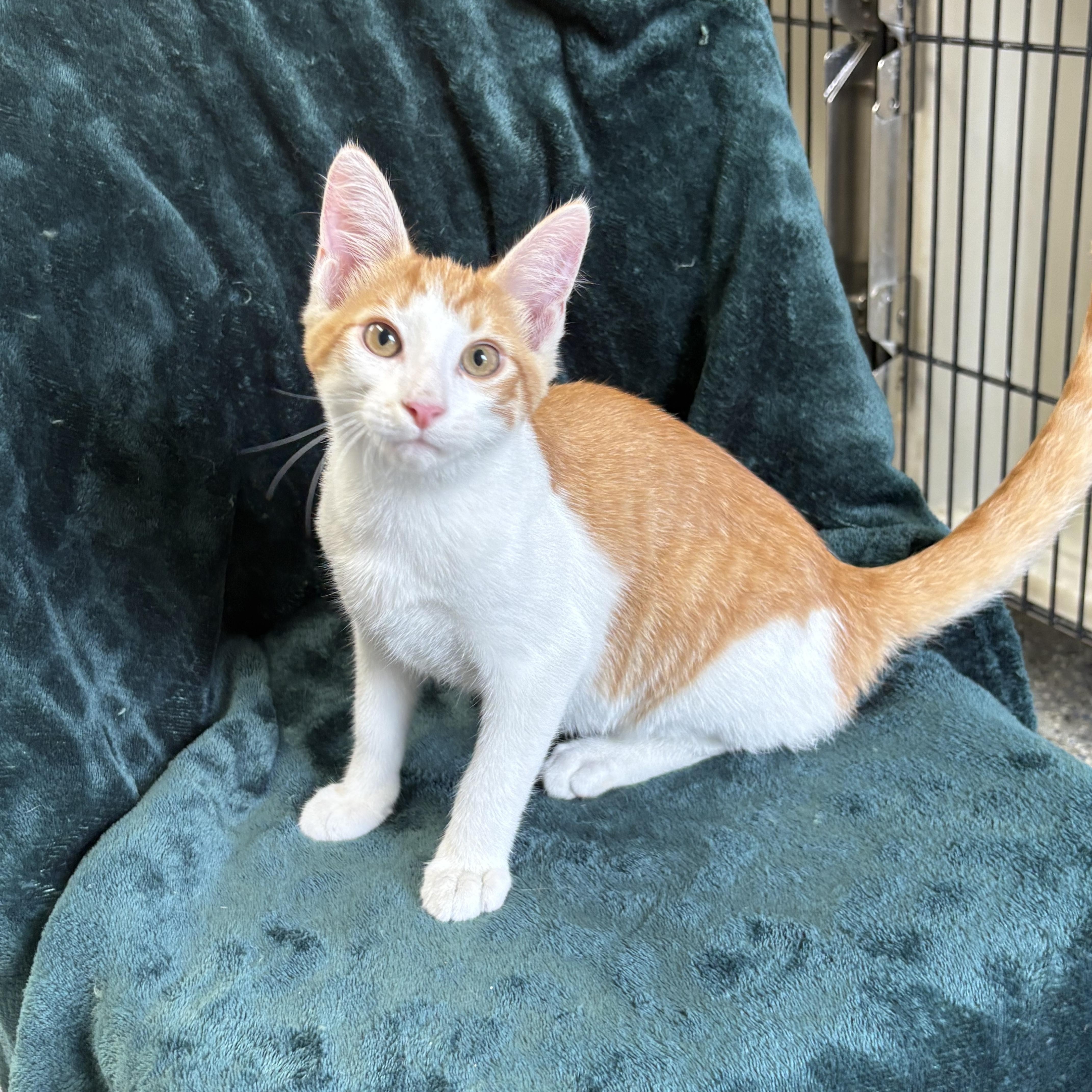 Enlarge Loganberry, a ADOPTABLE mixed breed in Charles City, IA image 3/6