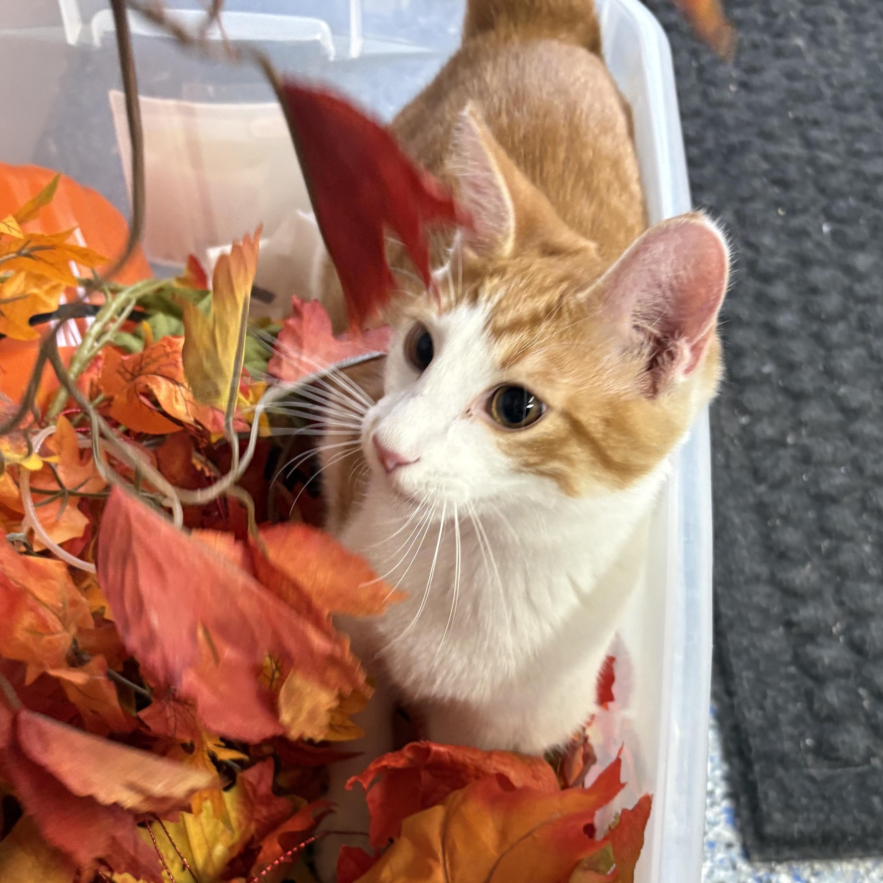 Enlarge Loganberry, a Adoptable mixed breed in Charles City, IA image 5/6