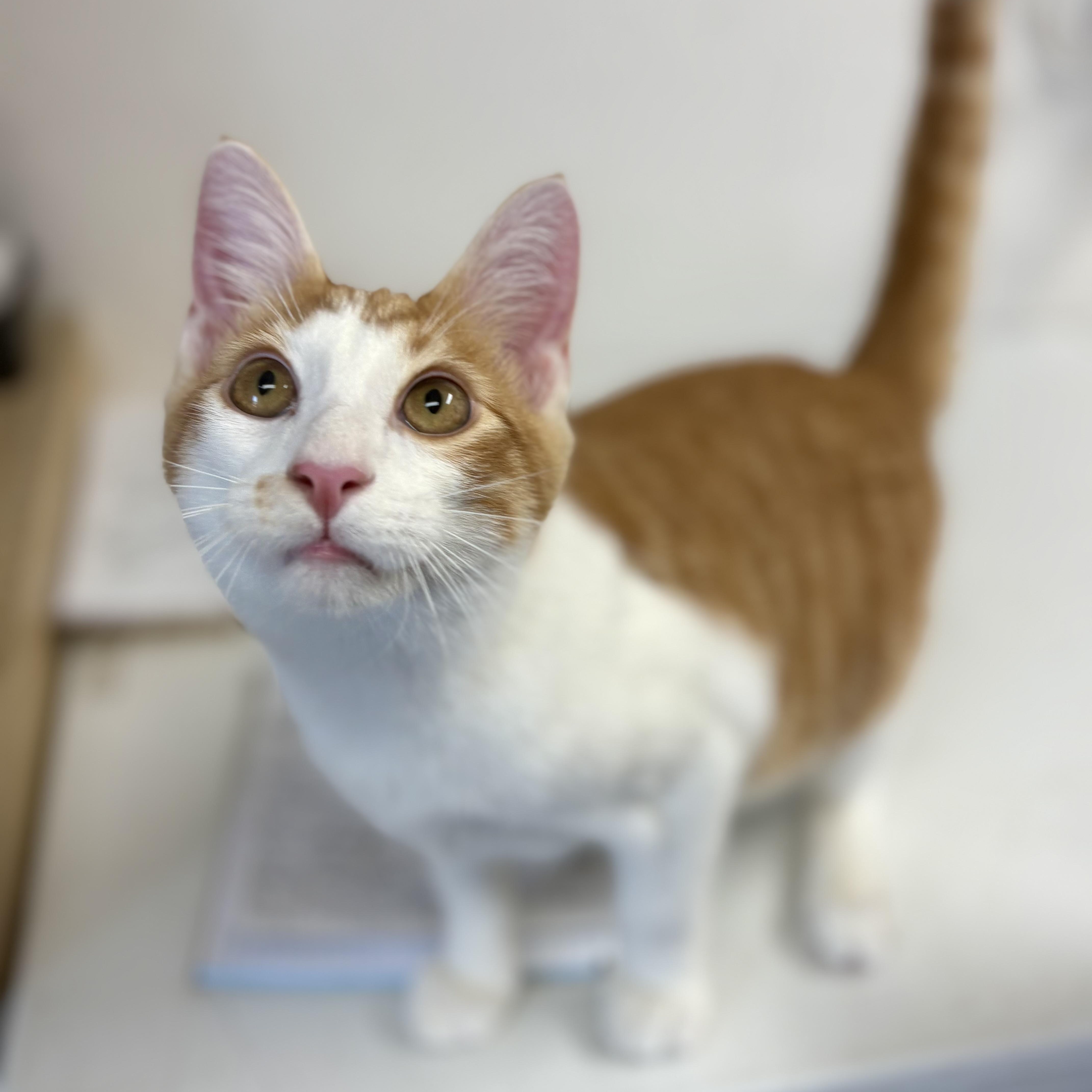 Enlarge Loganberry, a Adoptable mixed breed in Charles City, IA image 3/6