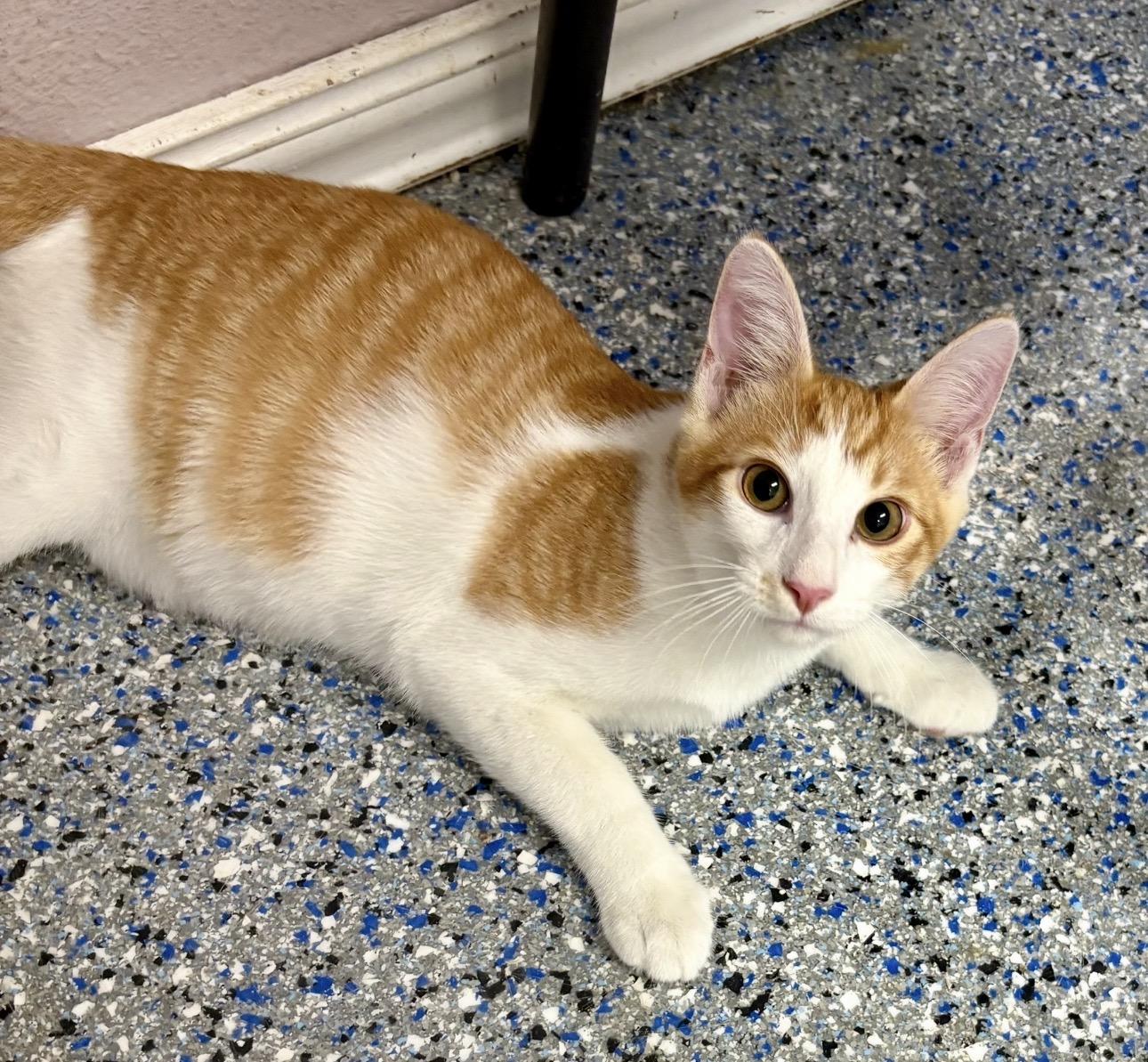 Enlarge Loganberry, a Adoptable mixed breed in Charles City, IA image 4/6