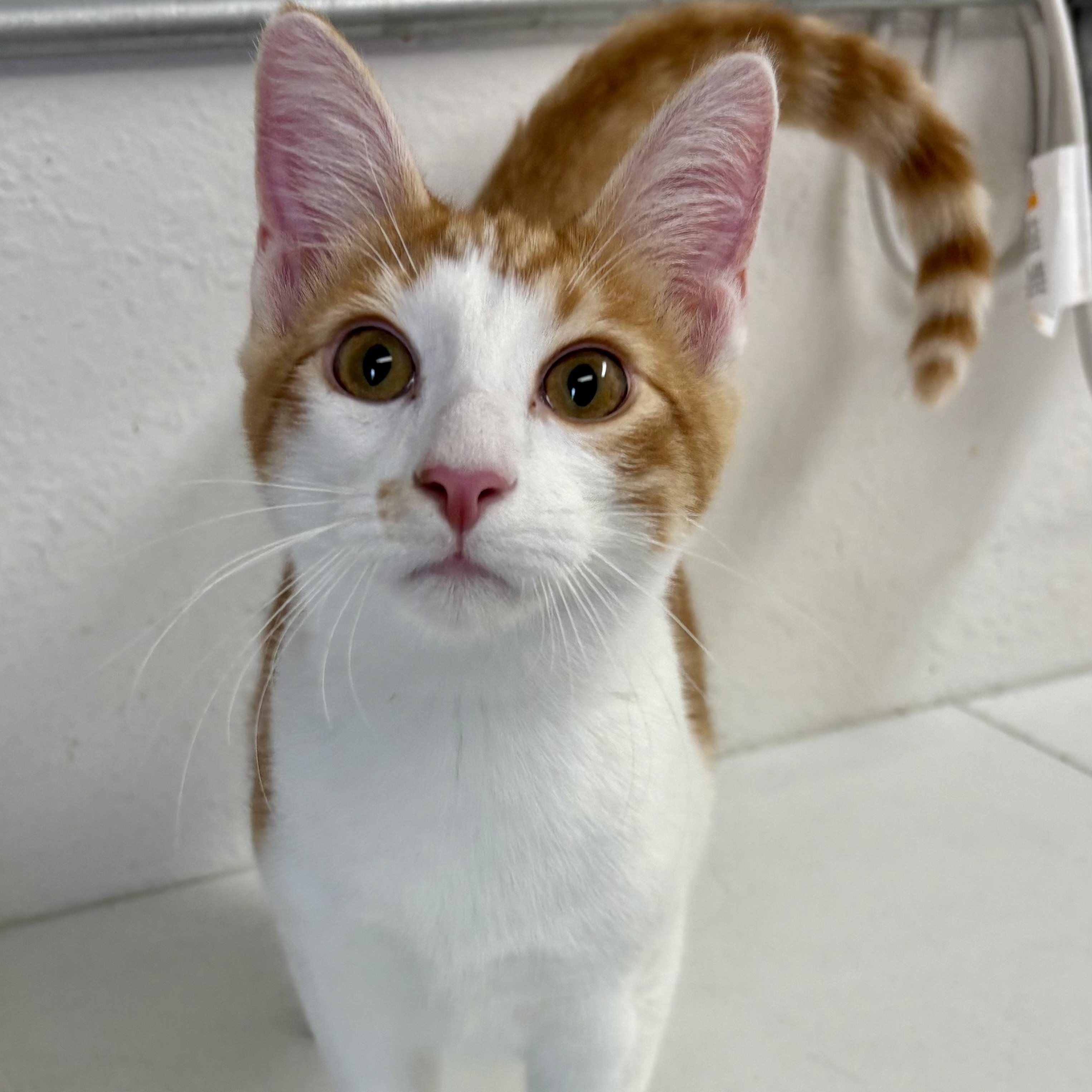 Loganberry, Adoptable, Young Male Domestic Short Hair & Tabby.