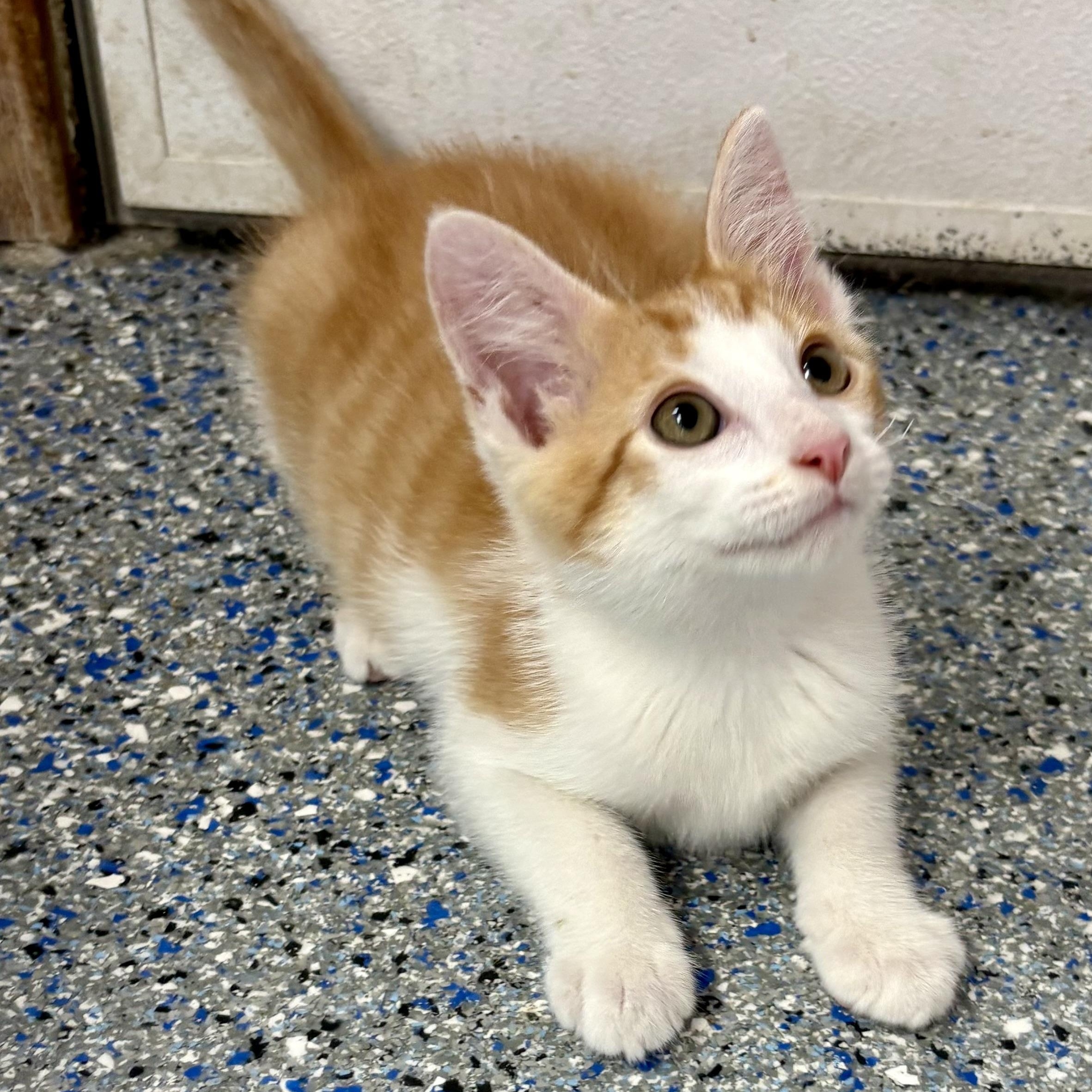 Enlarge Loganberry, a ADOPTABLE mixed breed in Charles City, IA image 4/6