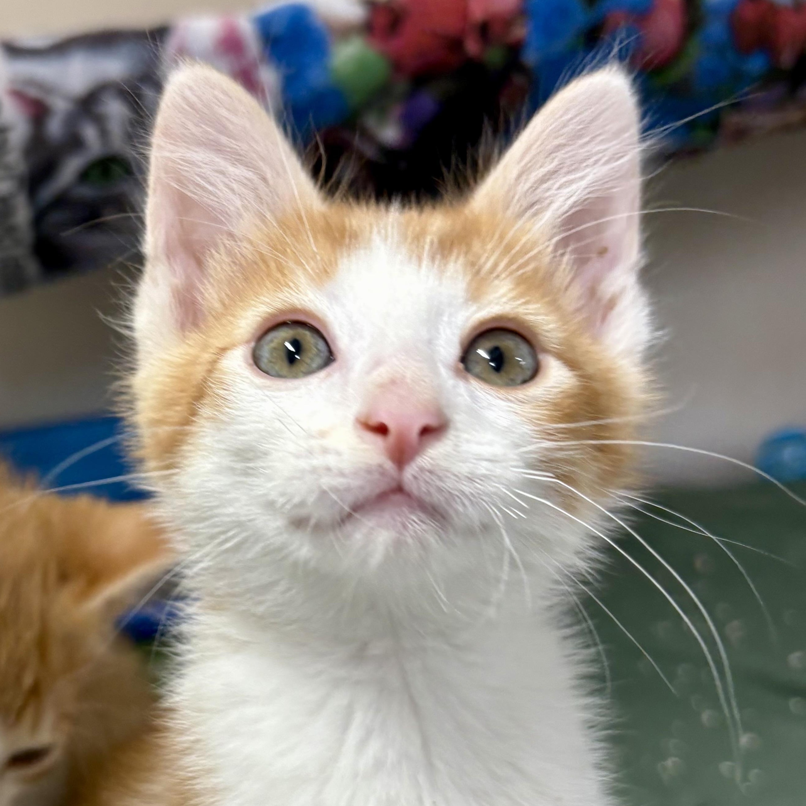 Enlarge Loganberry, a ADOPTABLE mixed breed in Charles City, IA image 2/6