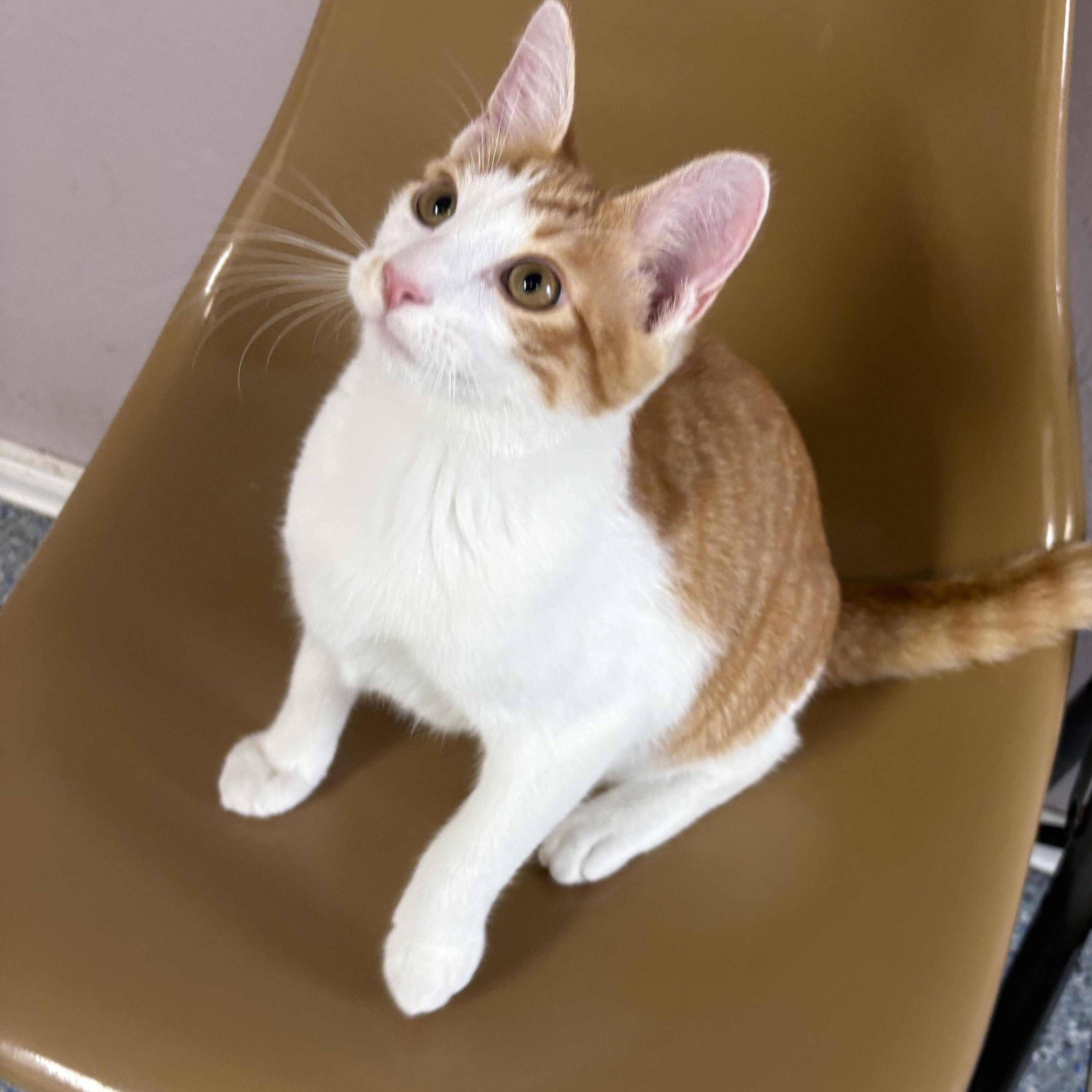 Enlarge Loganberry, a Adoptable mixed breed in Charles City, IA image 2/6