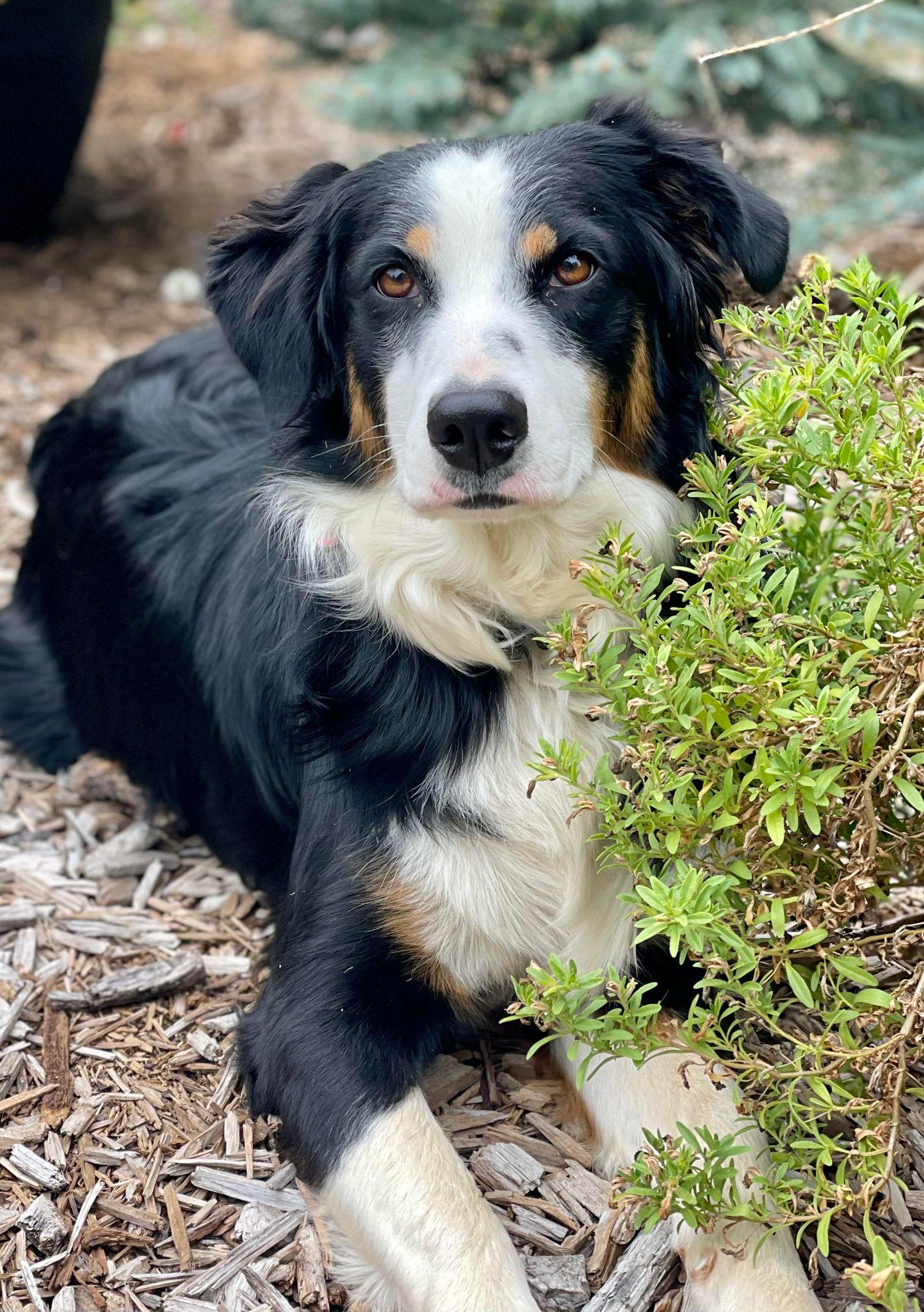 Enlarge Tricksie, a ADOPTABLE mixed breed in Kiowa, OK image 4/6