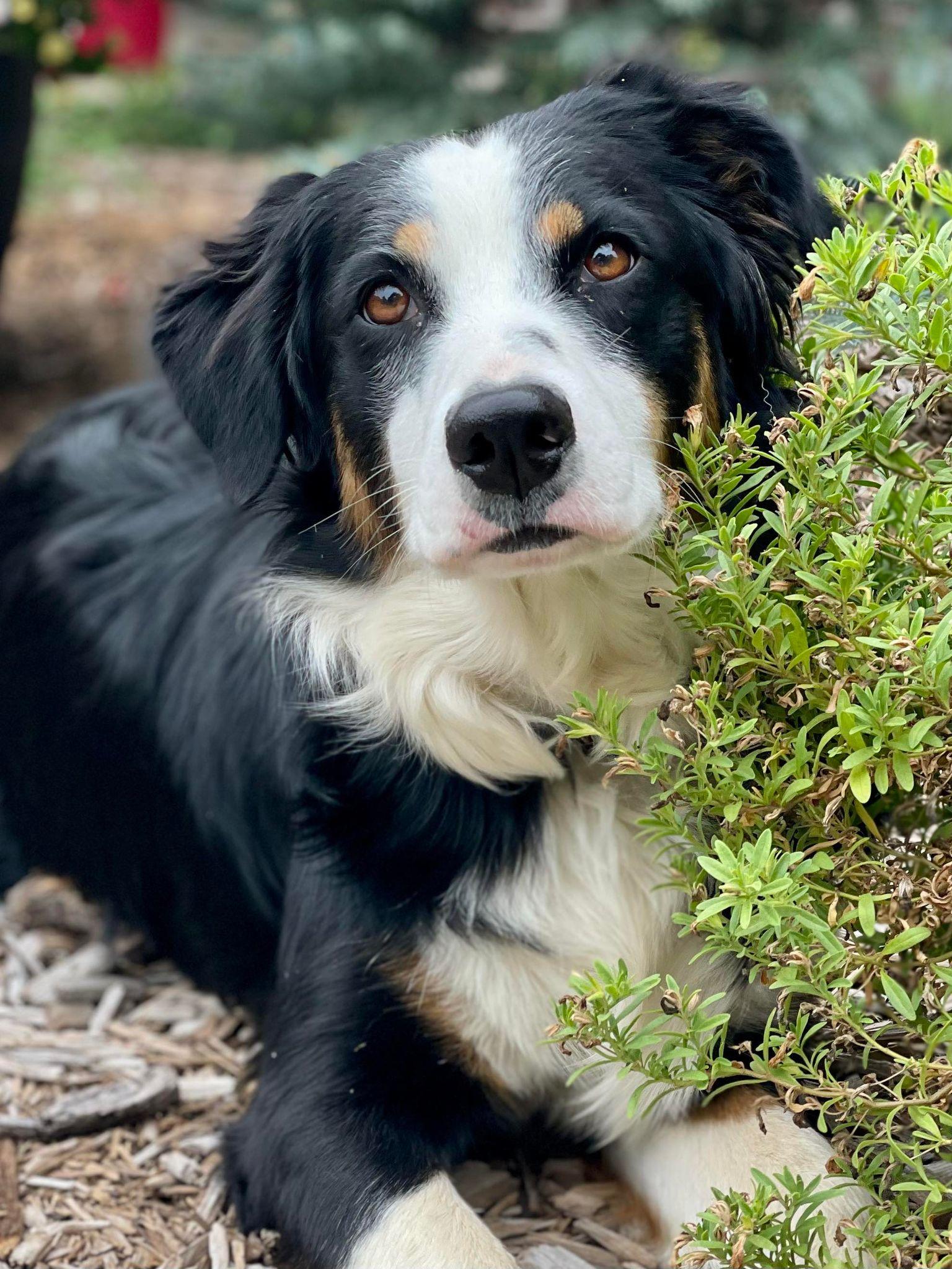 Tricksie, ADOPTABLE, Adult Female Australian Shepherd.