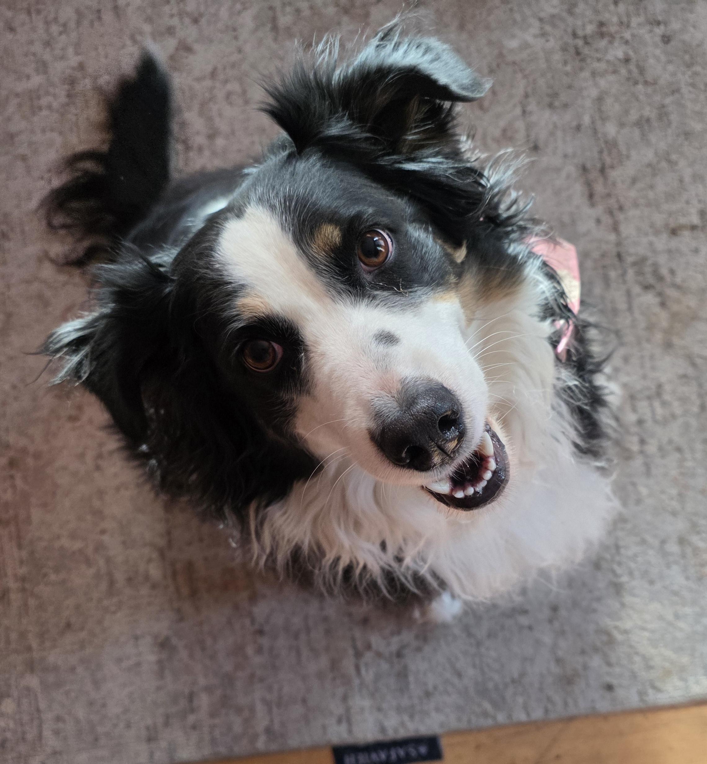 Enlarge Tricksie, a ADOPTABLE mixed breed in Kiowa, OK image 3/6