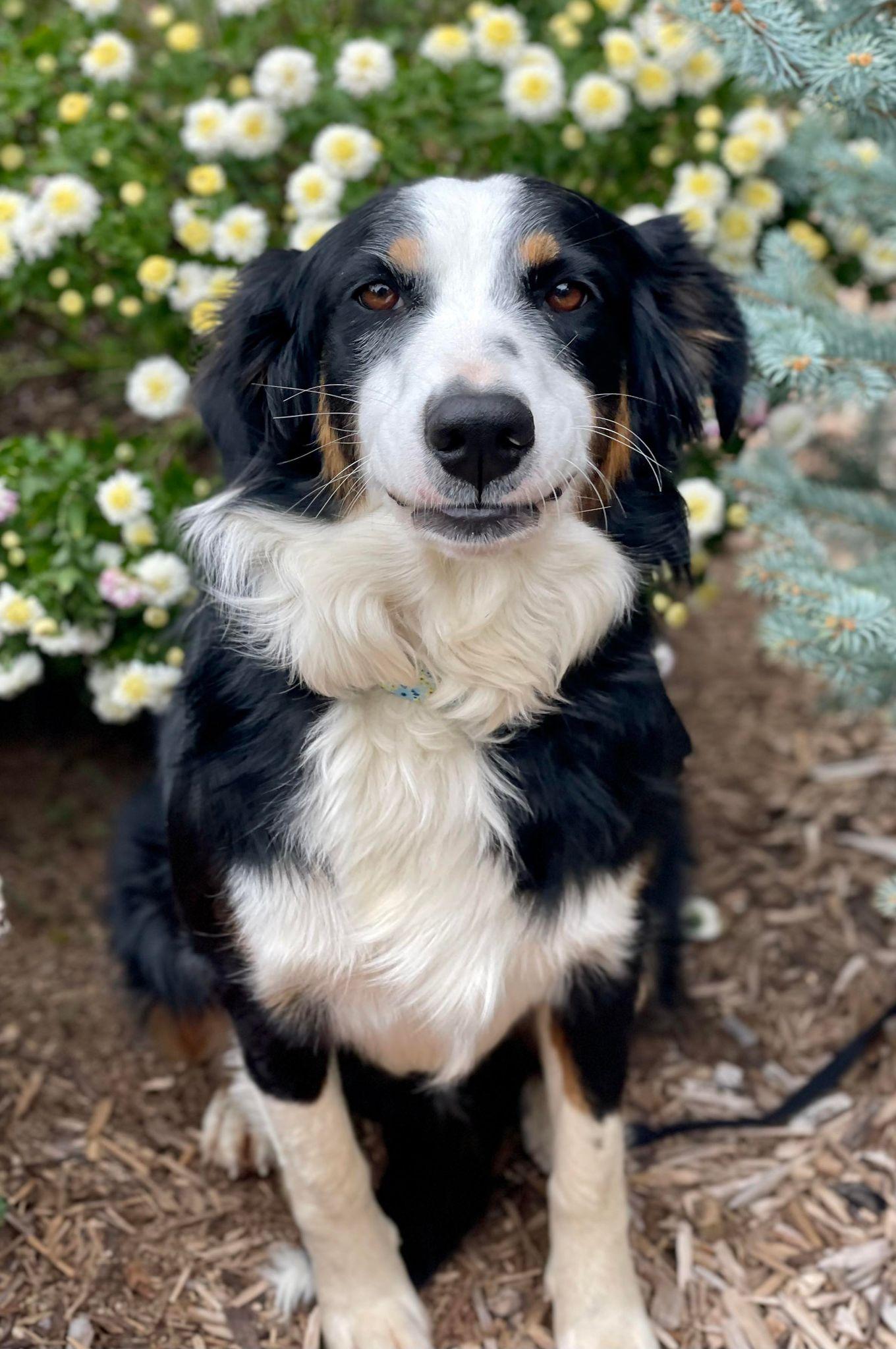 Enlarge Tricksie, a ADOPTABLE mixed breed in Kiowa, OK image 6/6