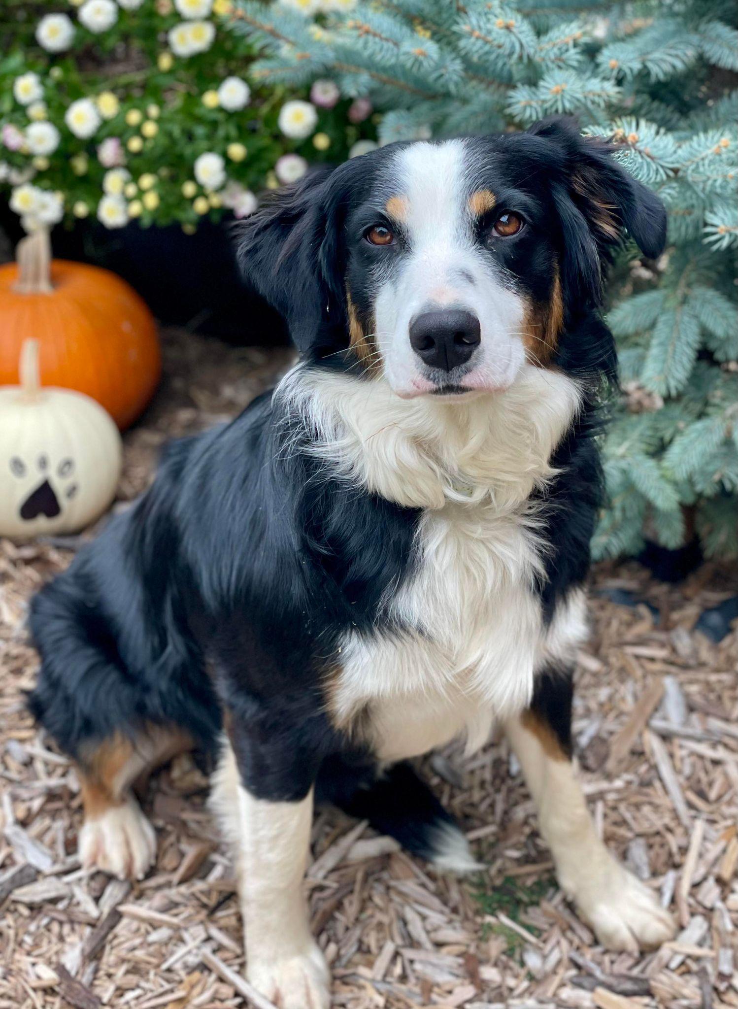 Enlarge Tricksie, a ADOPTABLE mixed breed in Kiowa, OK image 5/6