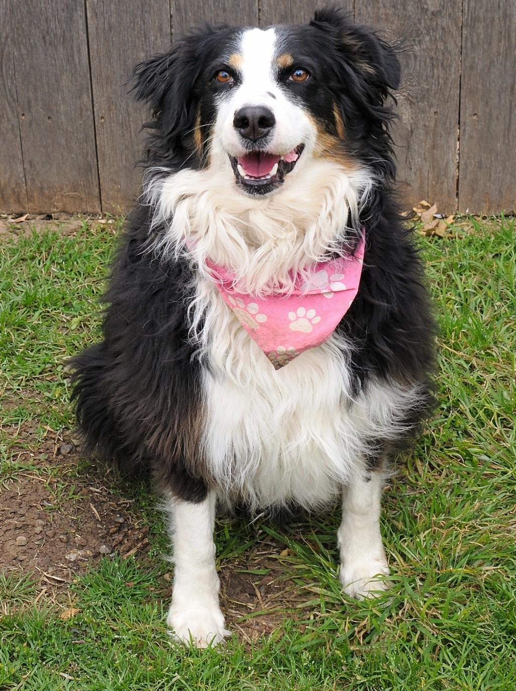 Enlarge Tricksie, a ADOPTABLE mixed breed in Kiowa, OK image 2/6