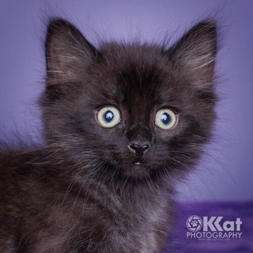 Cinder, Adoptable, Kitten Male Domestic Medium Hair.