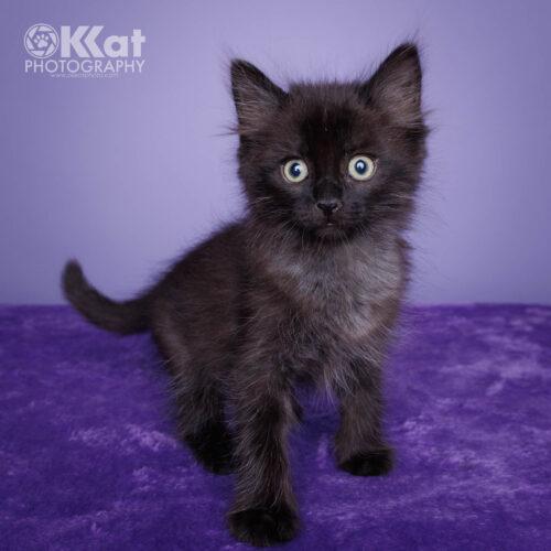 Cinder, a Adoptable Domestic Medium Hair in Edmond, OK image 2/3