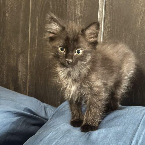 Cinder, a Adoptable Domestic Medium Hair in Edmond, OK image 3/3