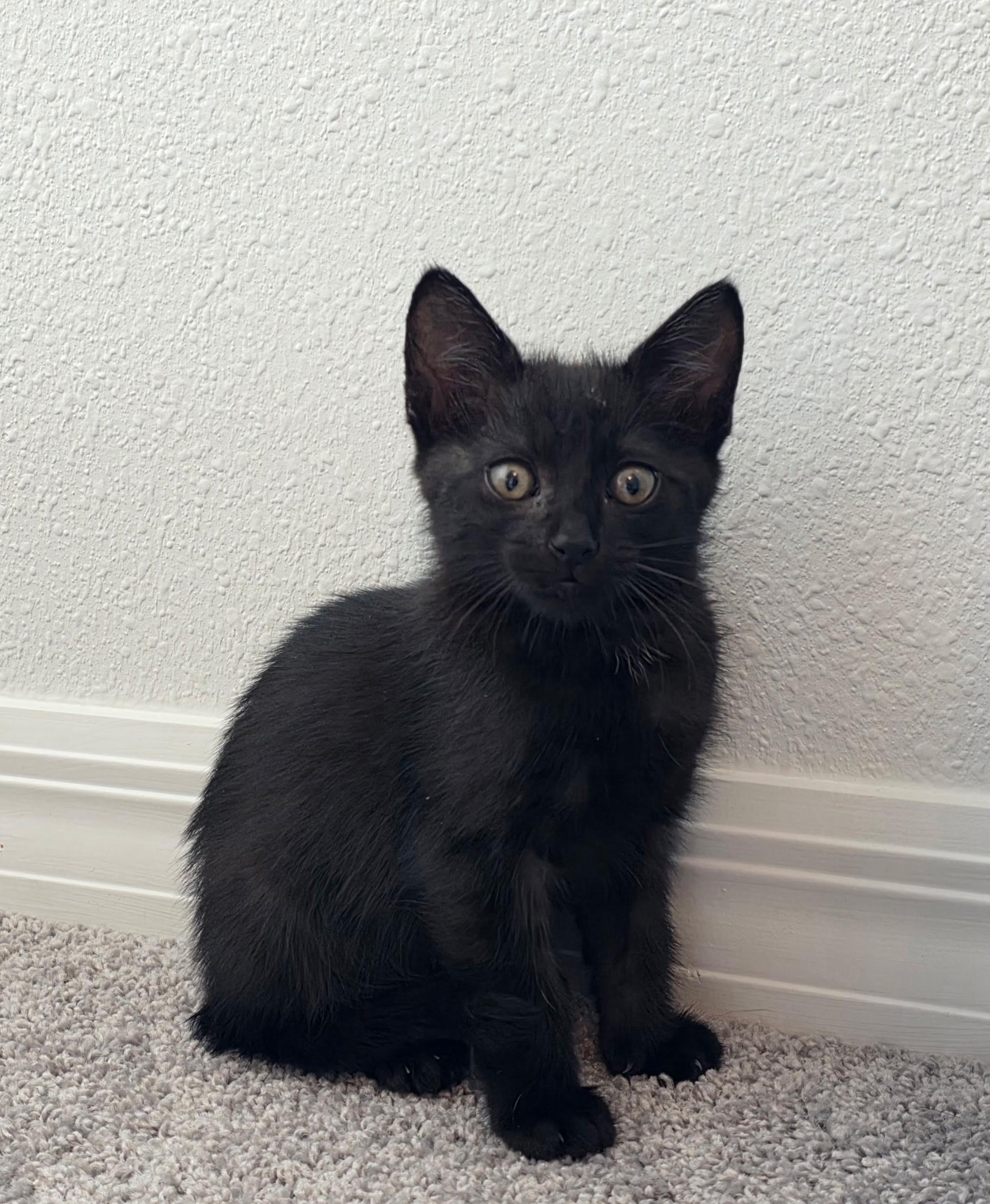 Enlarge Astro, a Adoptable Domestic Short Hair in Tampa, FL image 5/5