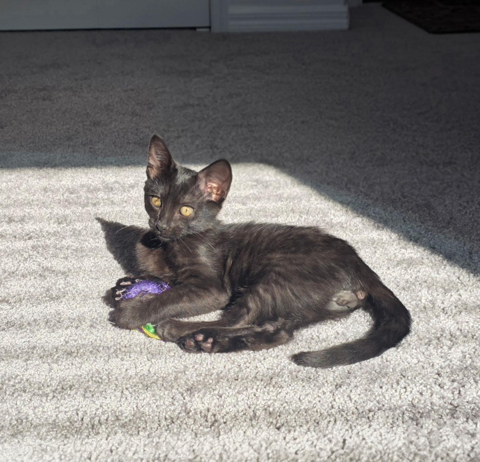 Enlarge Astro, a Adoptable Domestic Short Hair in Tampa, FL image 2/5