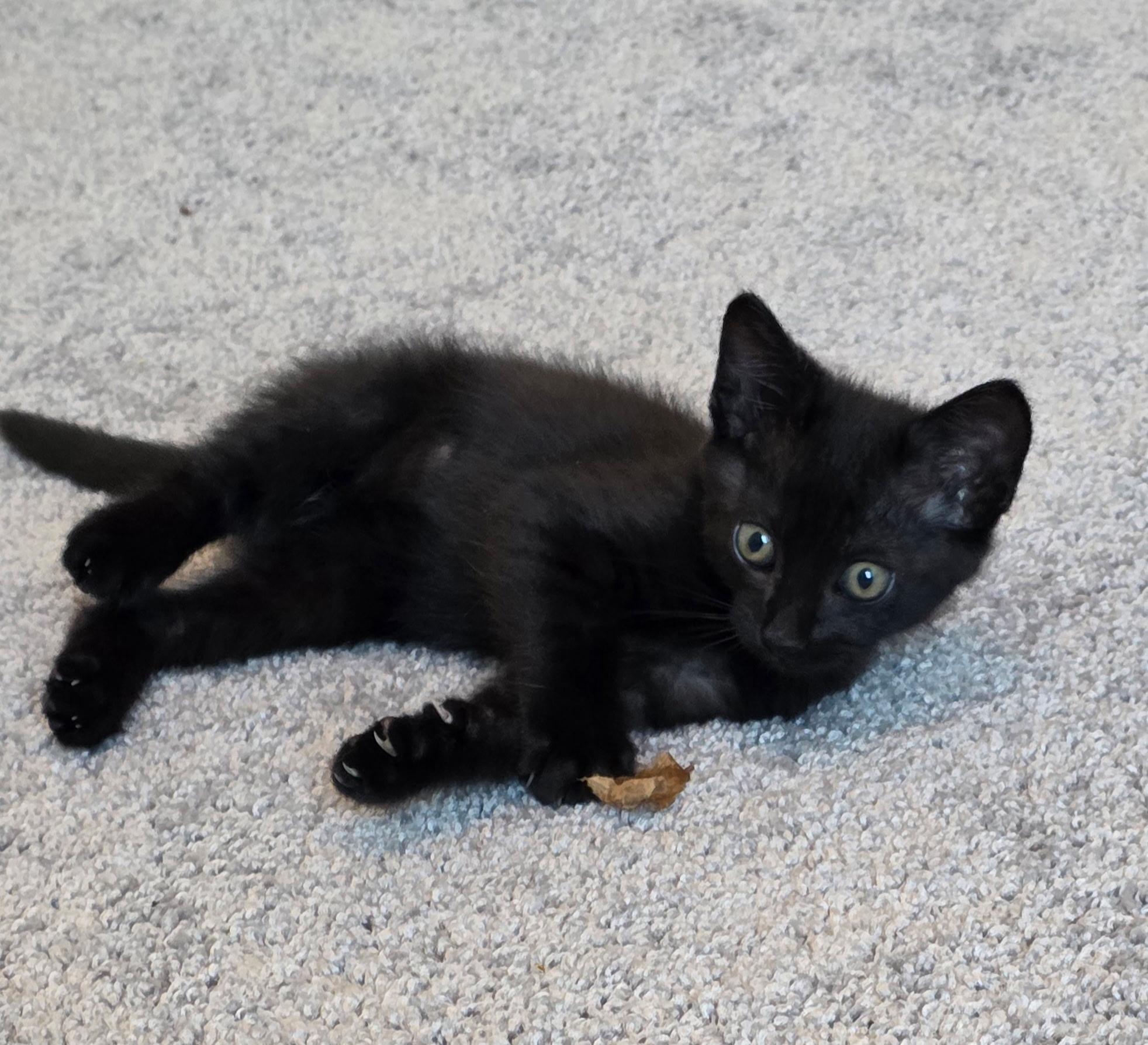 Enlarge Astro, a Adoptable Domestic Short Hair in Tampa, FL image 1/5