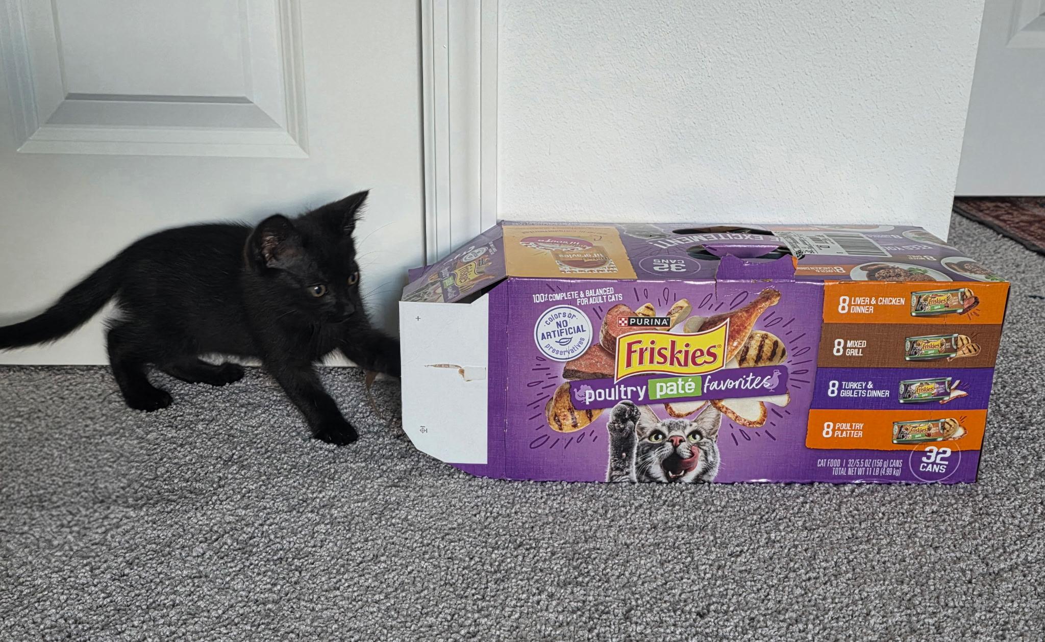 Enlarge Astro, a Adoptable Domestic Short Hair in Tampa, FL image 3/5