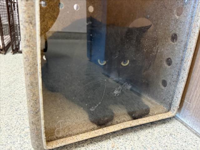 DAKOTA, Adoptable, Adult Male Domestic Short Hair.