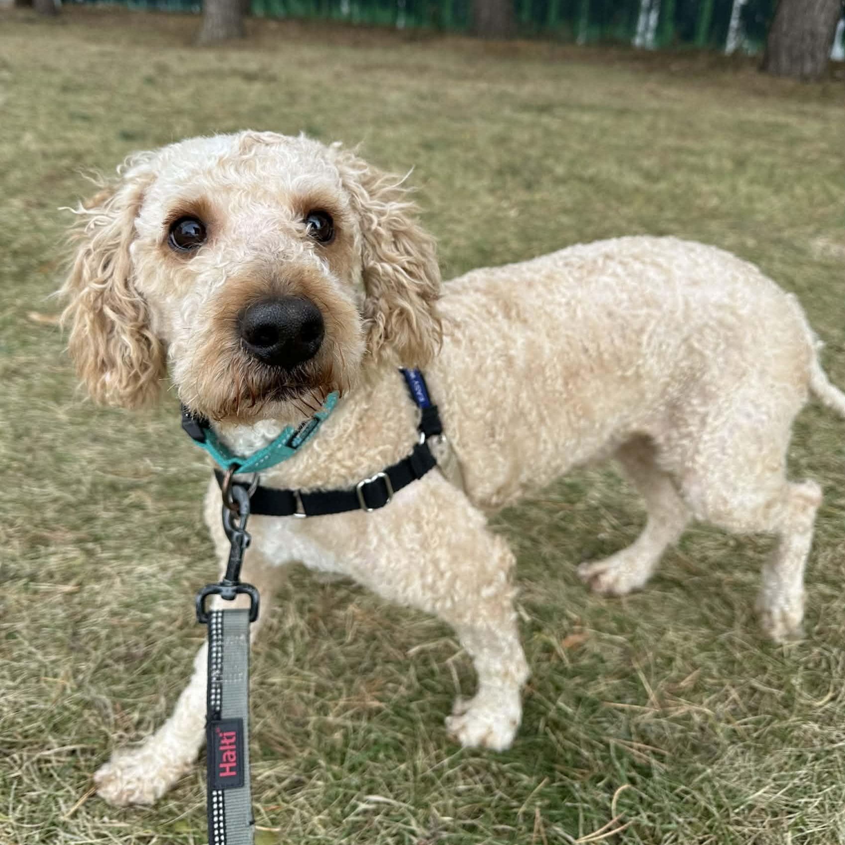 Branson - Adoption Pending , adopted, Young Male Poodle.