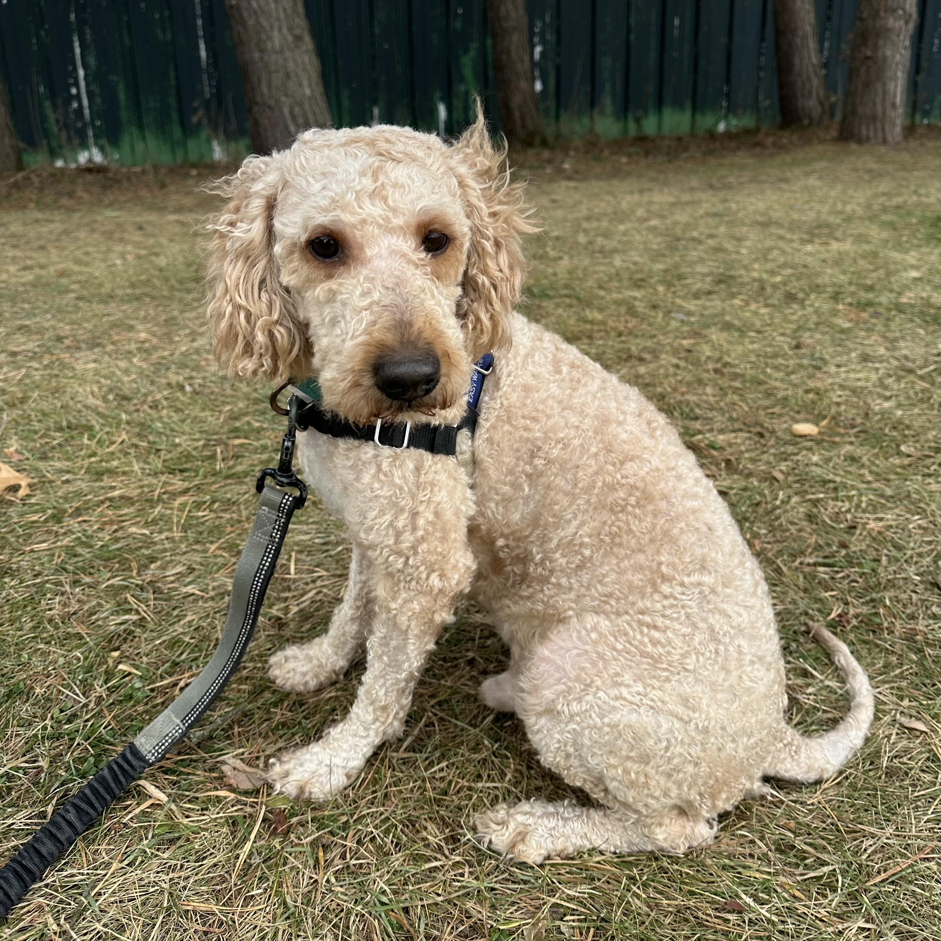 Branson - Adoption Pending , an adopted Poodle in Hartland, WI image 2/5