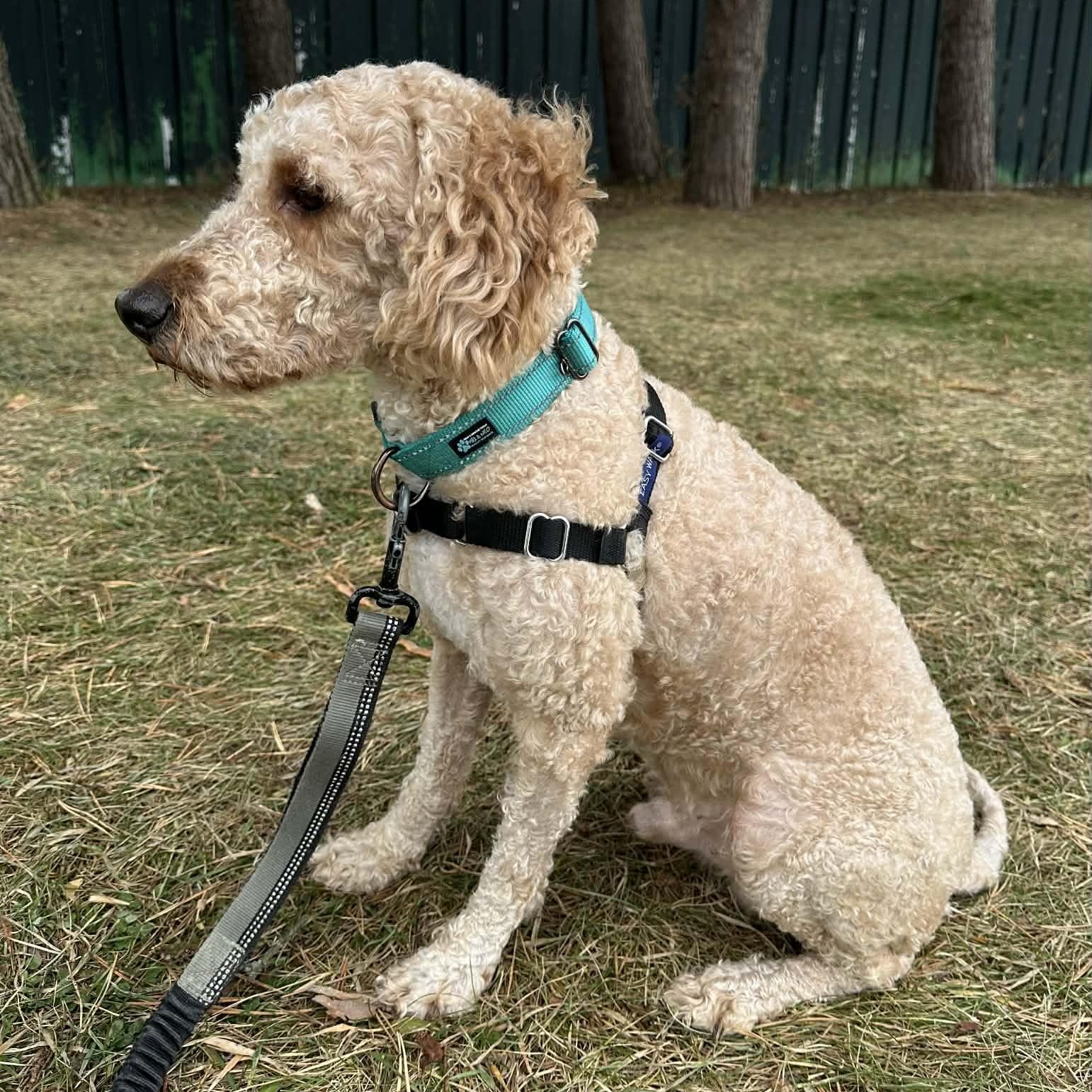 Branson - Adoption Pending , an adopted Poodle in Hartland, WI image 4/5