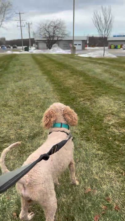Enlarge Branson - Adoption Pending  , an adopted Poodle in Hartland, WI video 5/5