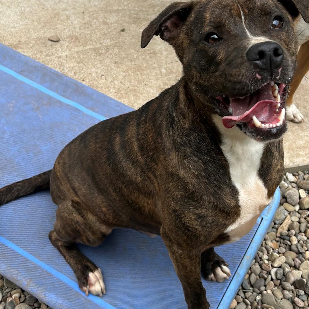 Enlarge Hardy, a Adoptable mixed breed in Salem, WV image 1/1