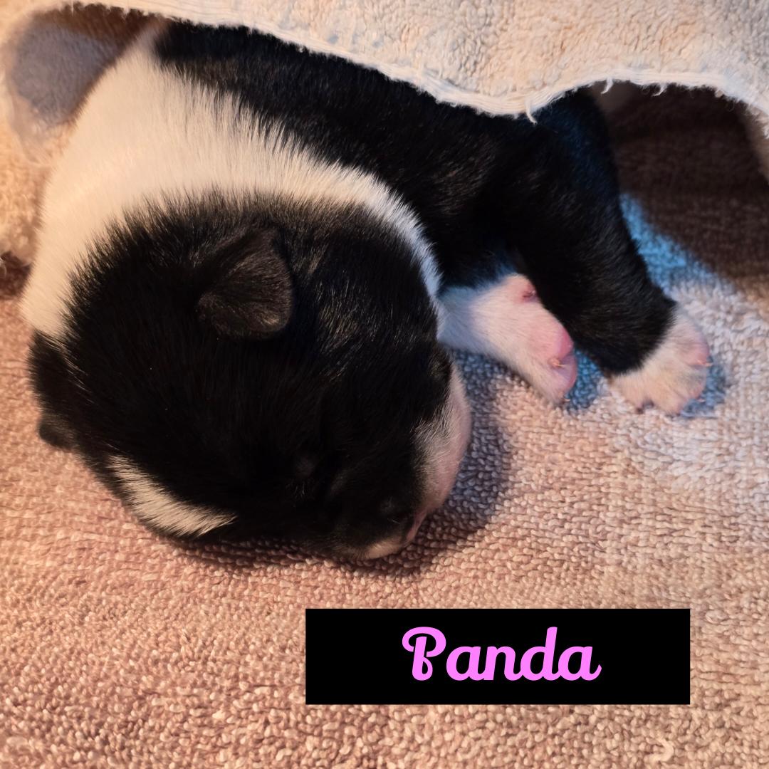 Enlarge Panda, a ADOPTABLE Australian Cattle Dog / Blue Heeler in Powell Butte, OR image 2/3